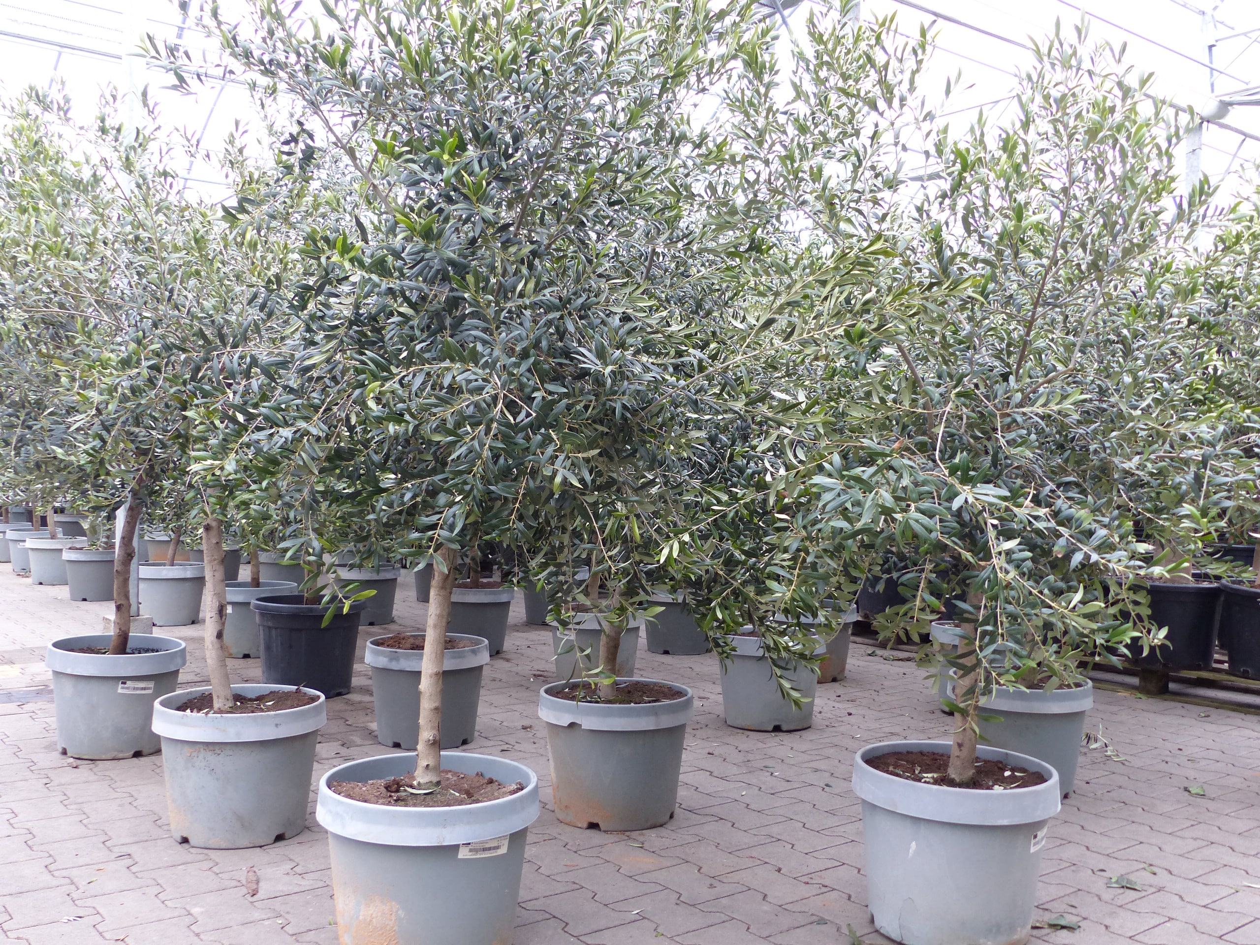 Olivenbaum 15 Jahre Olive 170 - 180 cm, beste Qualit&auml;t, winterhart, Olea Europaea - Bild 1