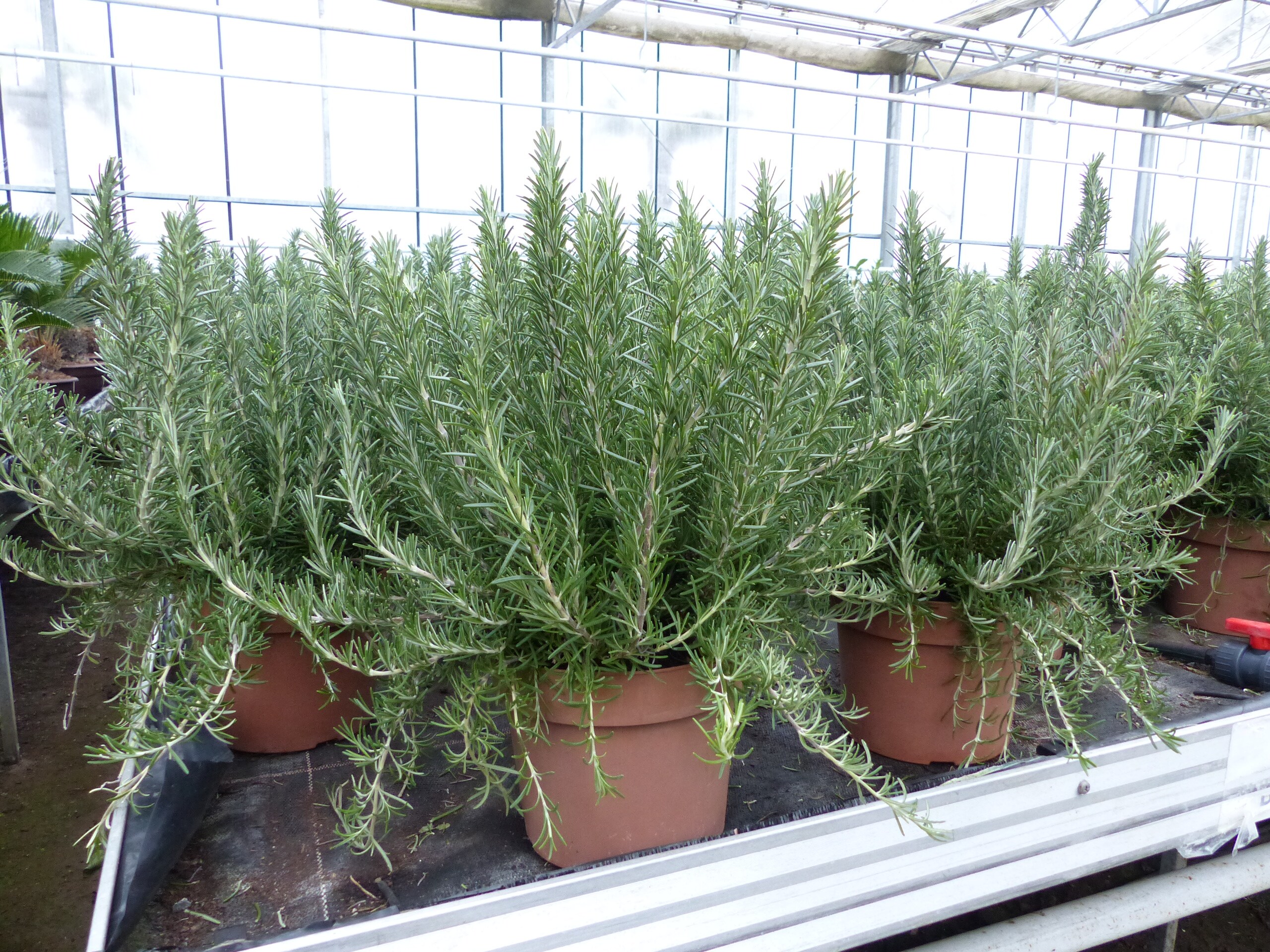 echter Rosmarin Officinalis 50 cm H&ouml;he, XL Busch &Oslash; 45 cm, h&auml;ngend, winterhart Kr&auml;uter - Bild 1