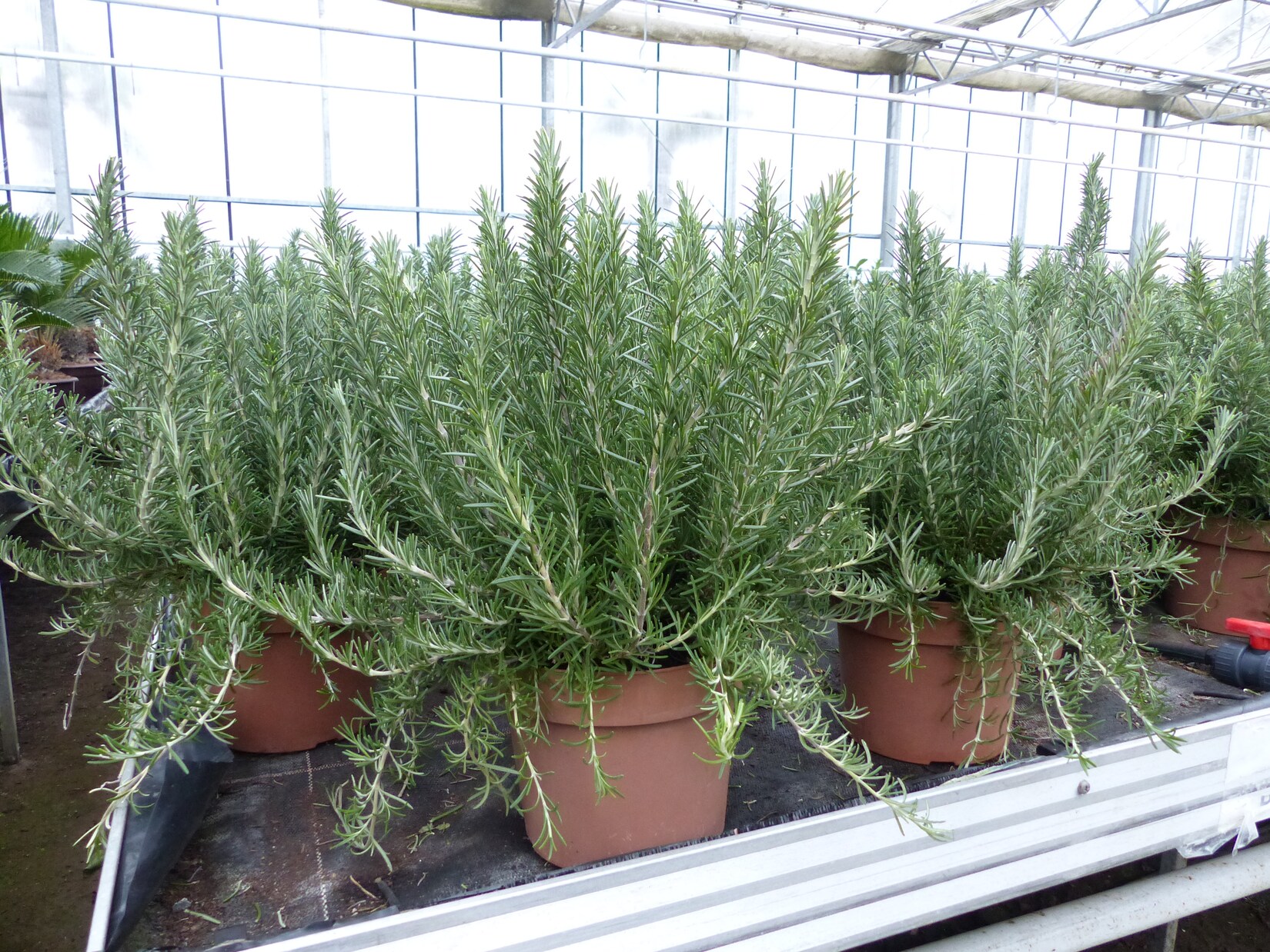 echter Rosmarin Officinalis 50 cm Höhe, XL Busch Ø 45 cm, hängend, winterhart Kräuter