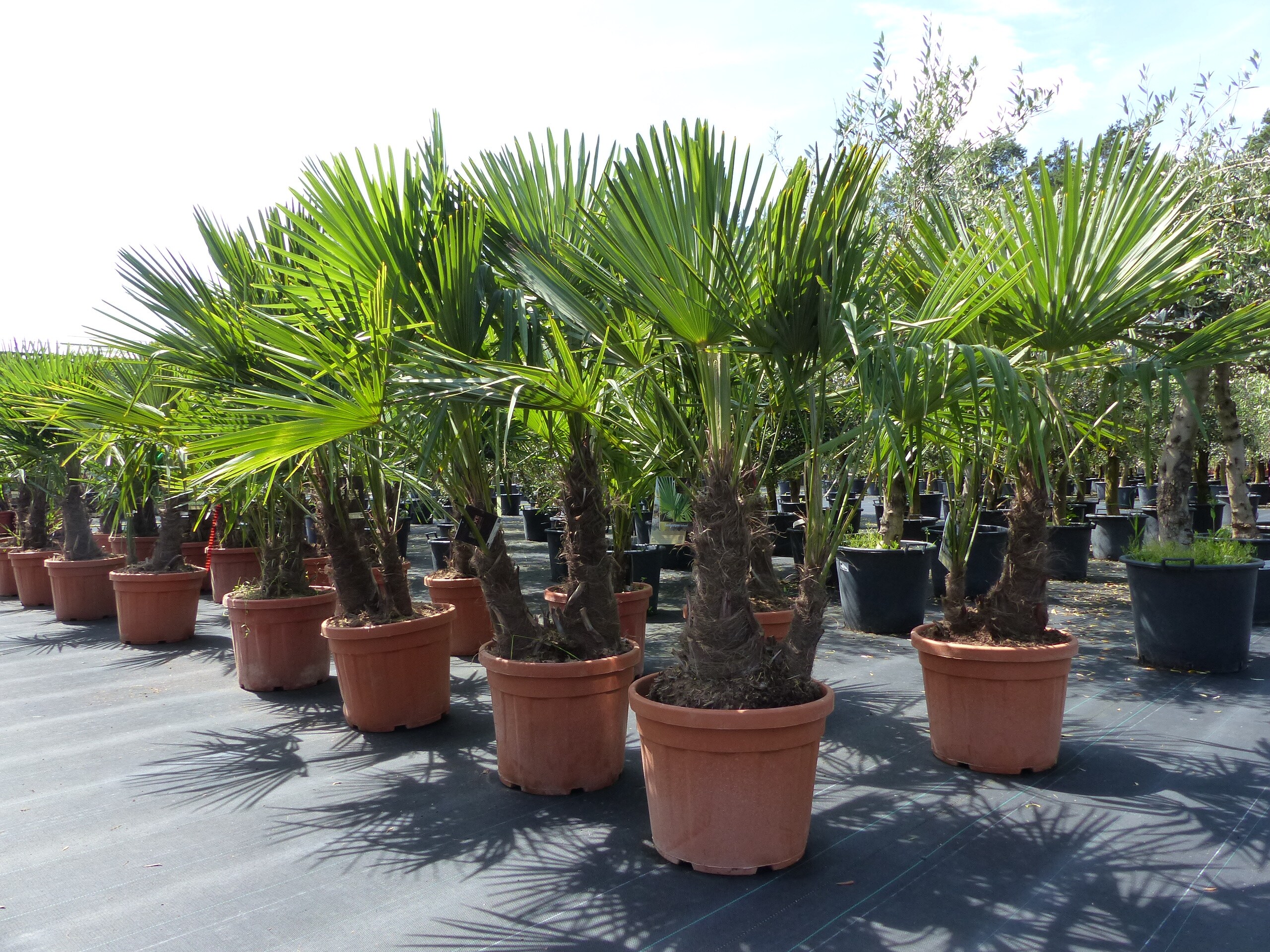 Palmengruppe Trachycarpus Fortunei Palme mehrst&auml;mmig, winterhart 220 cm - Bild 1