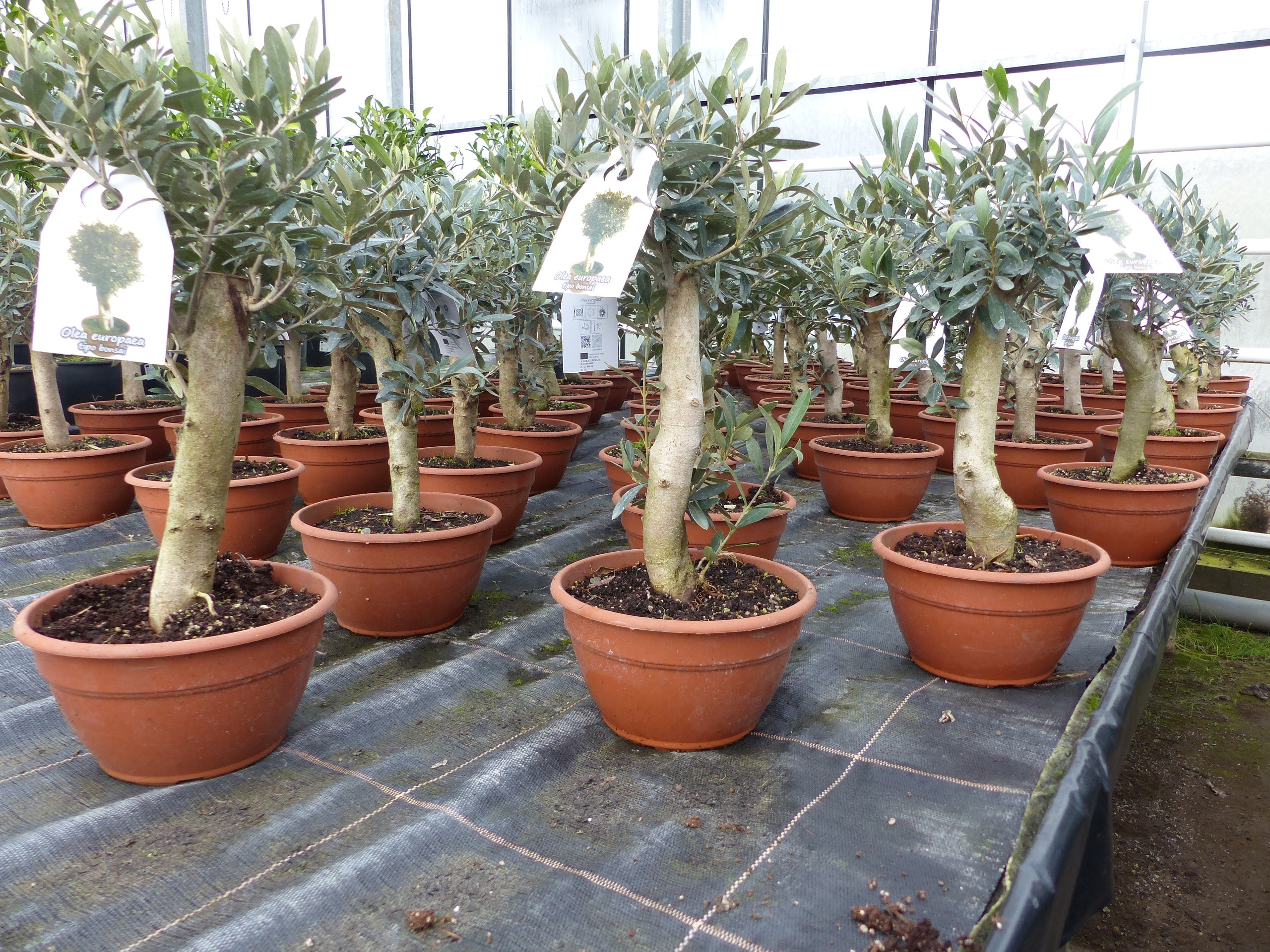 Olivenbaum Bonsai Formgeh&ouml;lz, Olive winterhart, Olea europaea 50 - 60 cm - Bild 1