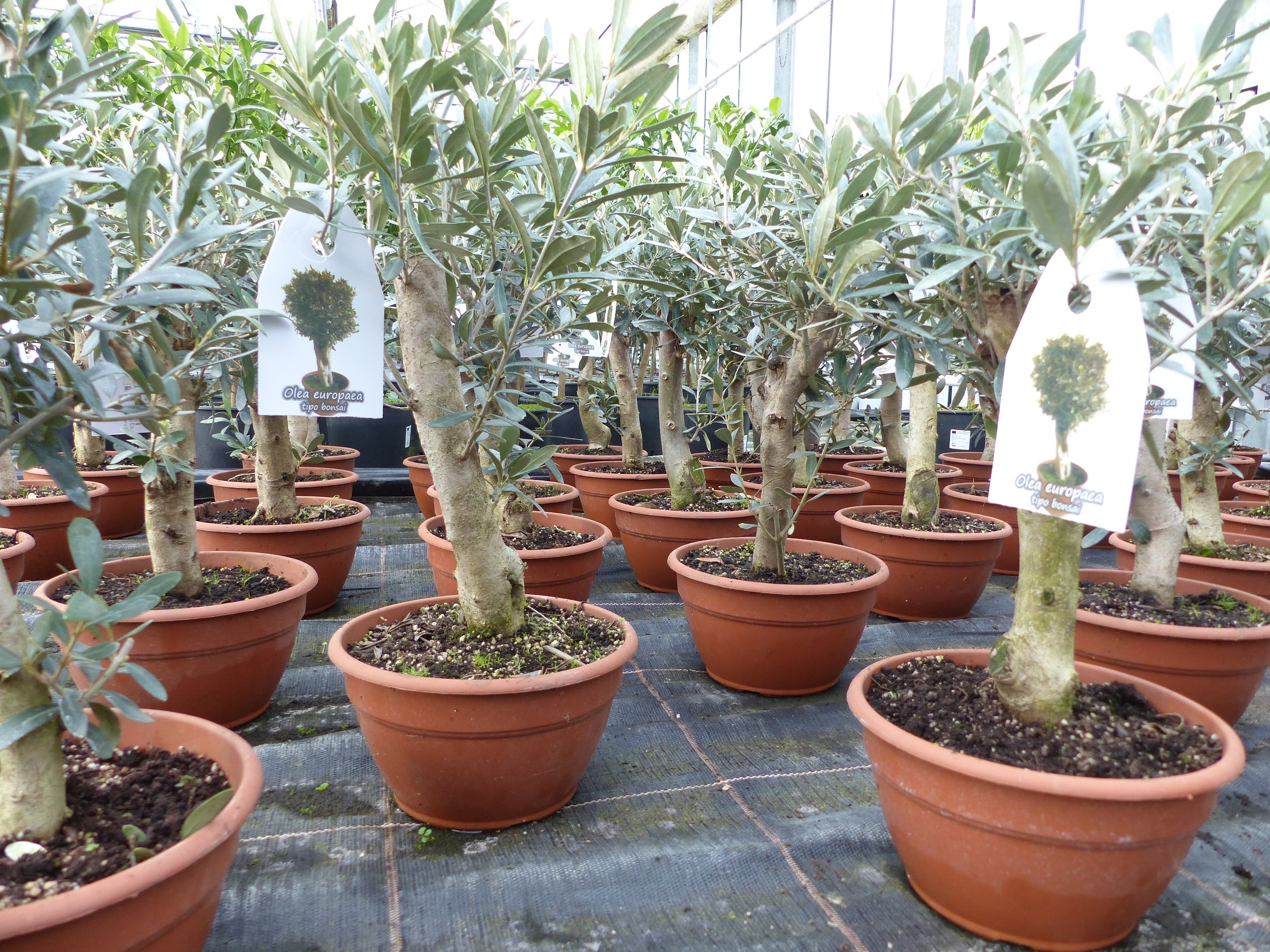 Olivenbaum Bonsai Formgehlz, Olive winterhart, Olea europaea 50 - 60 cm  online kaufen bei Netto