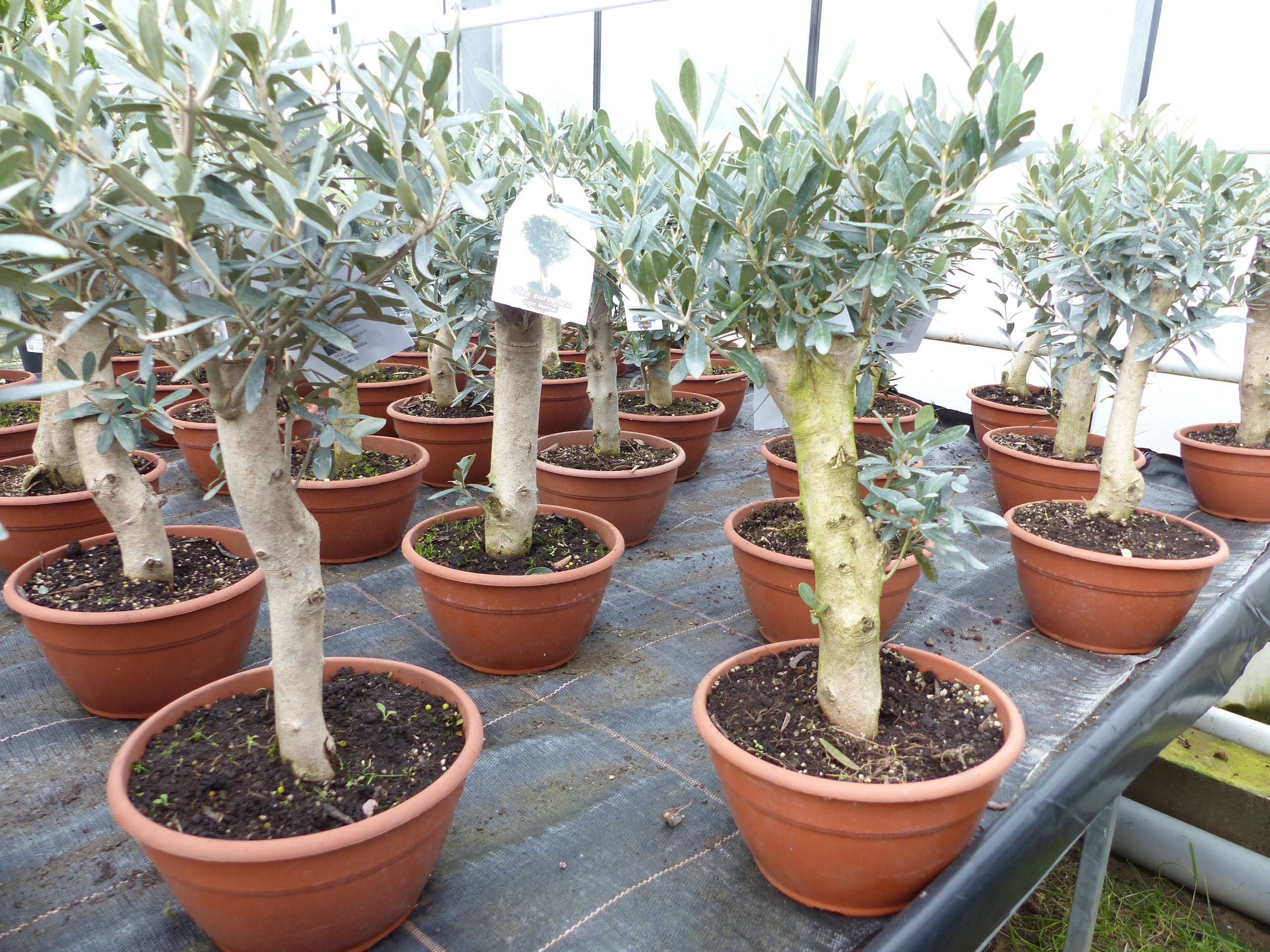 kunst olivenbaum Kunst Olivenbaum Olea Europaea 180cm online kaufen main image 0