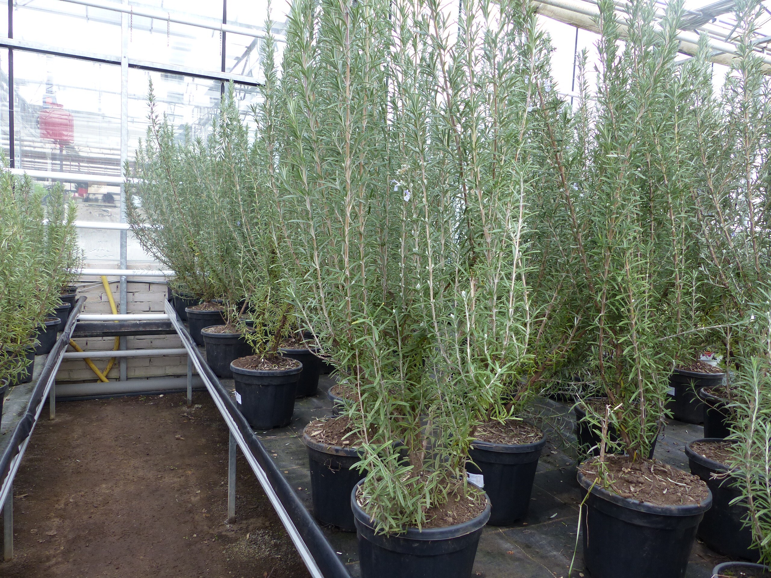 echter Rosmarin Officinalis 50-60cm H&ouml;he, XL Busch &Oslash; 20-30 cm, stehend, winterhart Kr&auml;uter - Bild 1