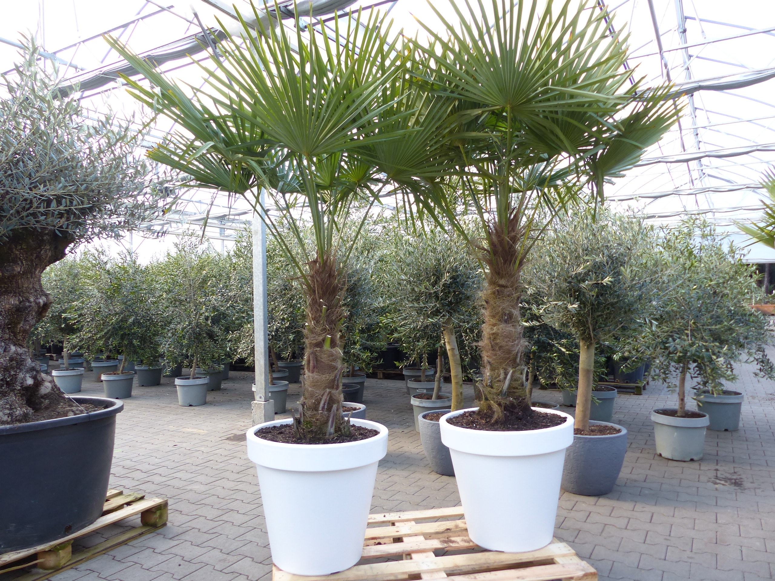 XXL Palme 230 cm | Stamm 80 cm | Trachycarpus fortunei winterhart inkl. Pflanzk&uuml;bel wei&szlig;, Hanfpalme, Top-Qualit&auml;t - Bild 1