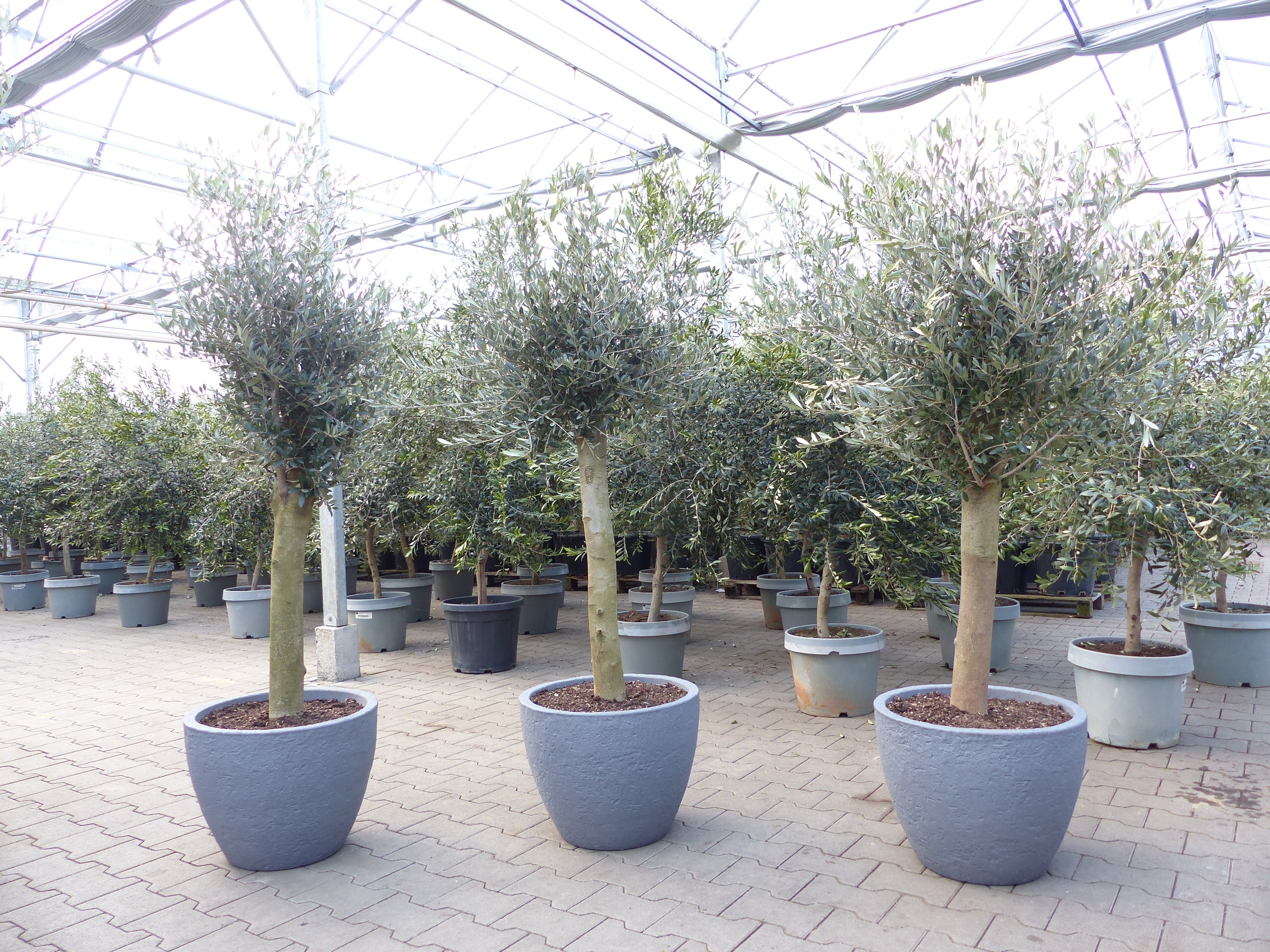 Olivenbaum 20 Jahre 200 cm winterhart inkl. Pflanzk&uuml;bel in Betonoptik - Bild 1