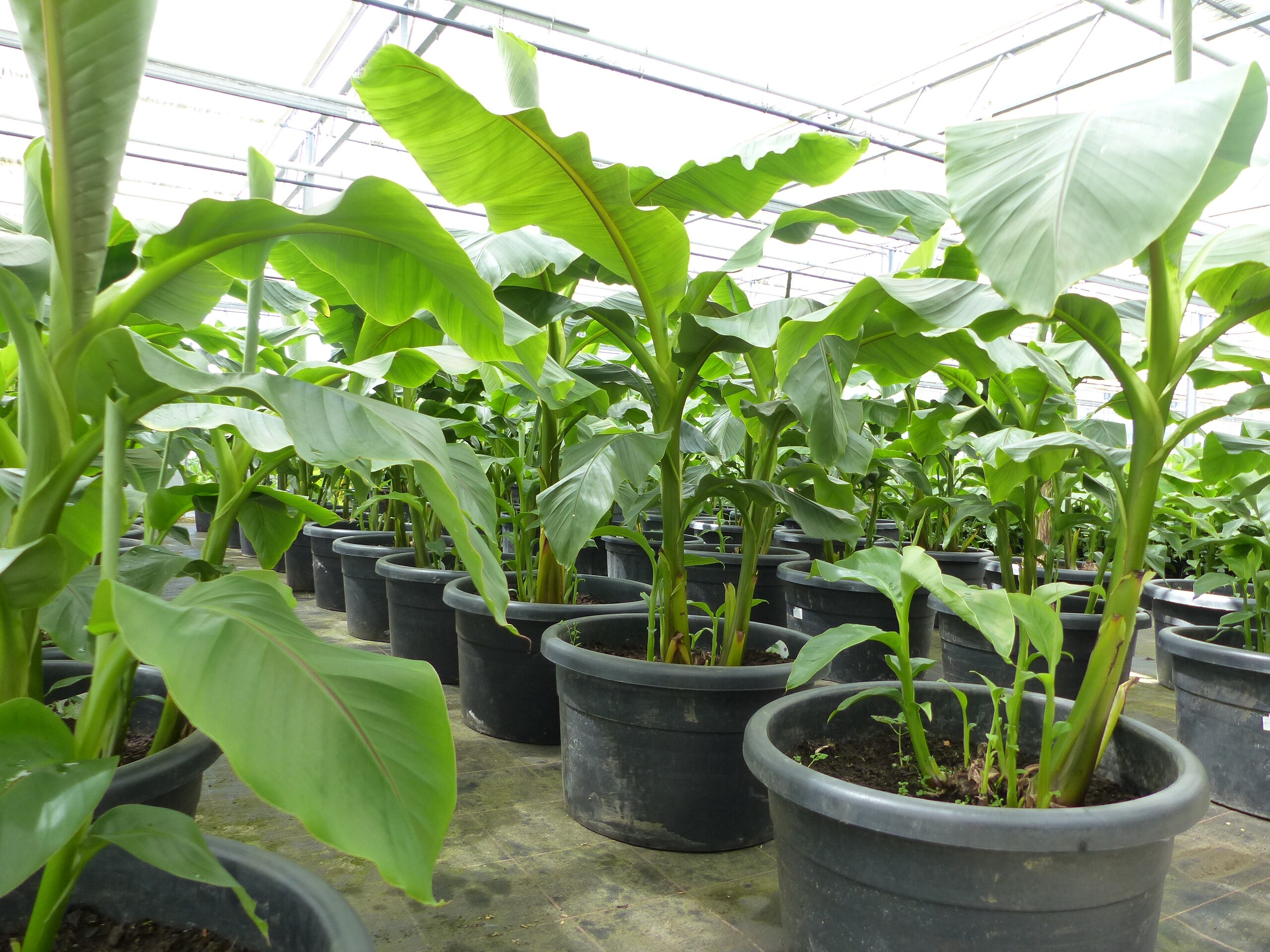 Bananenstaude als Gruppe bis 10 Pflanzen Banane Musa Basjoo 180 cm winterhart Staude japanische Faserbanane - Bild 1