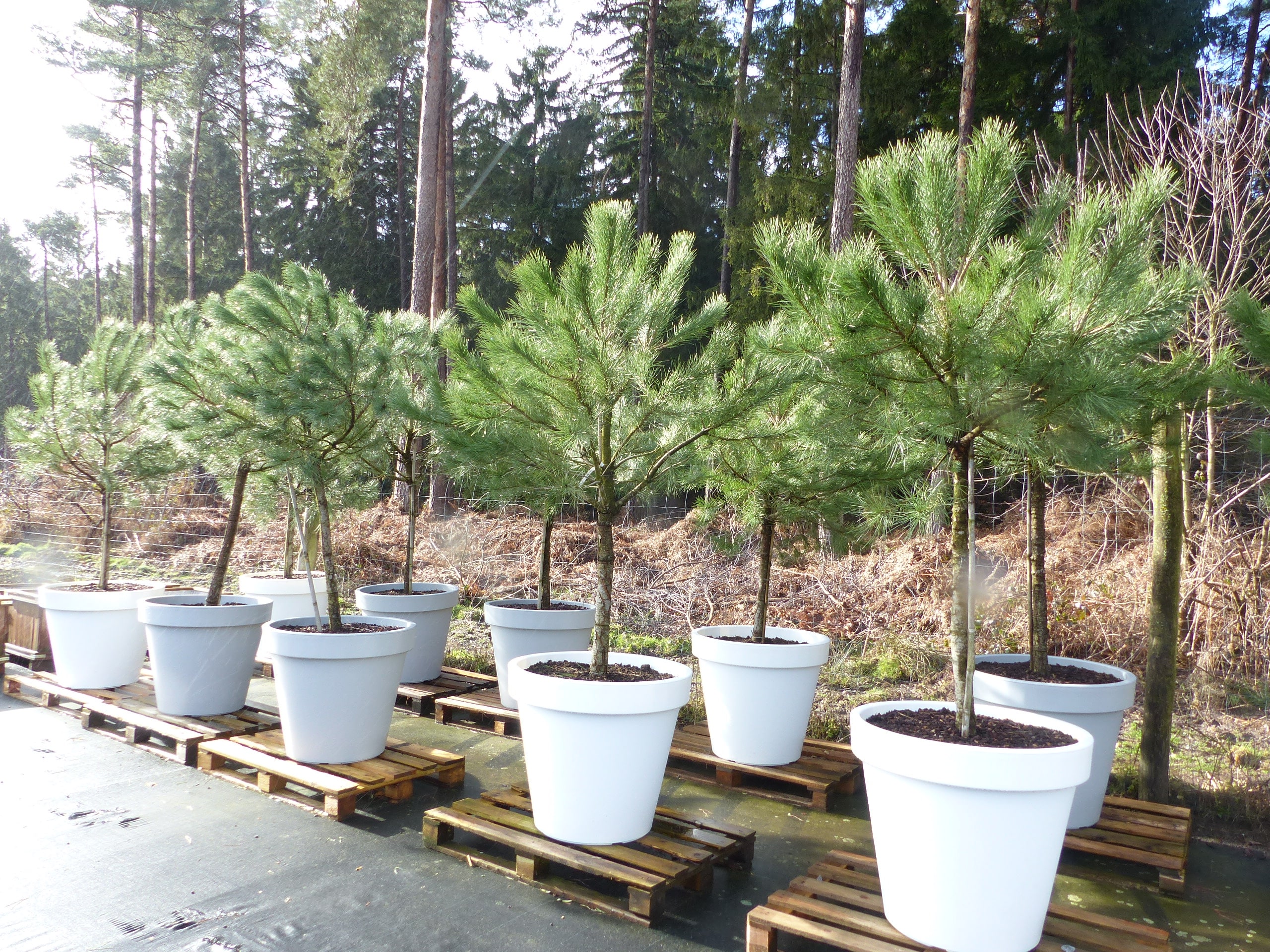 Pinus Pinea Mittelmeerkiefer 250 cm inkl. Pflanzk&uuml;bel &Oslash;80cm Pinie Kiefer Stamm Premium XL Stamm, winterhart - Bild 1