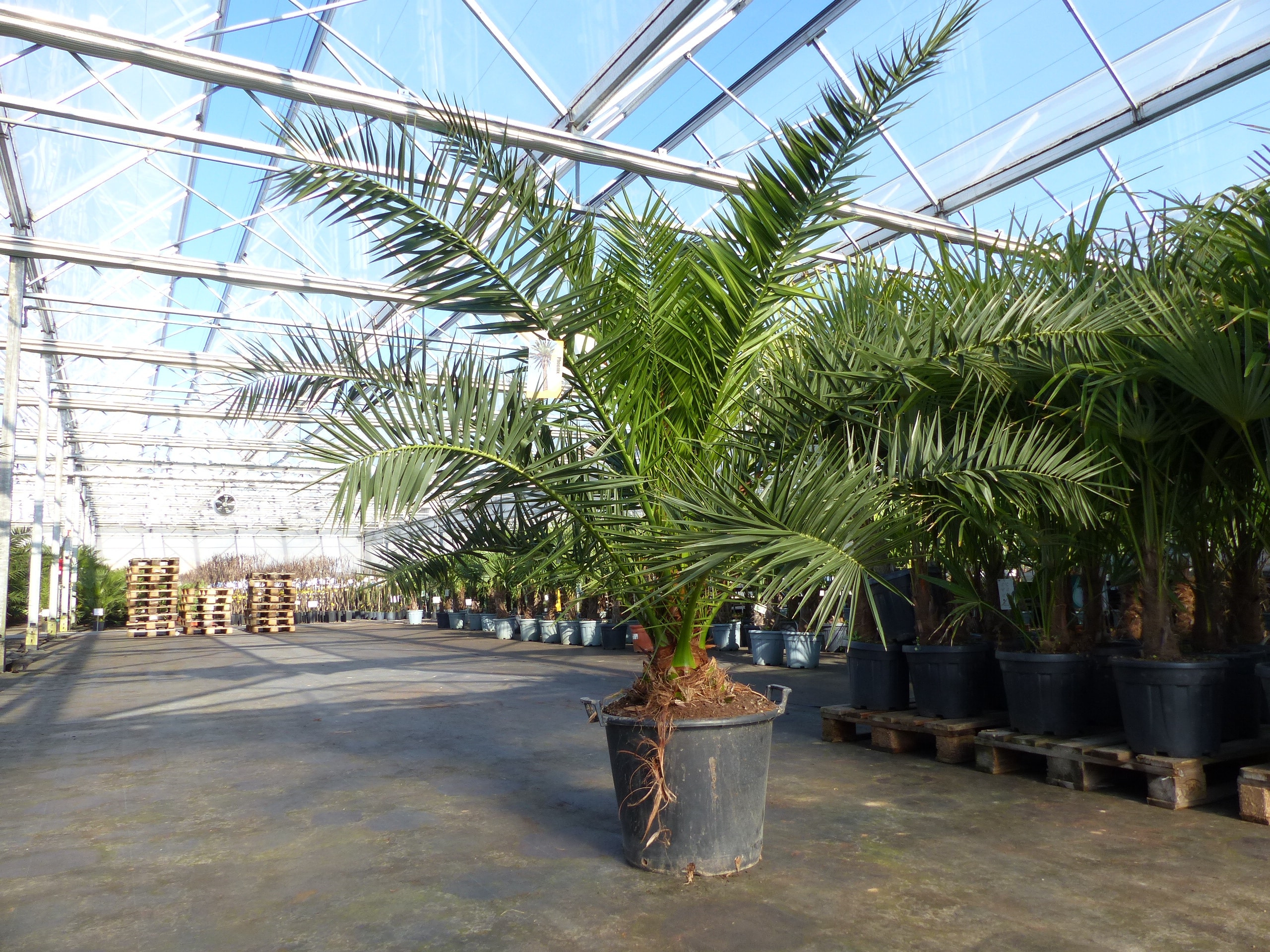XXL 230 cm Phoenix canariensis, kanarische Dattelpalme &Oslash; 200 cm, winterhart , Top-Qualit&auml;t - Bild 1