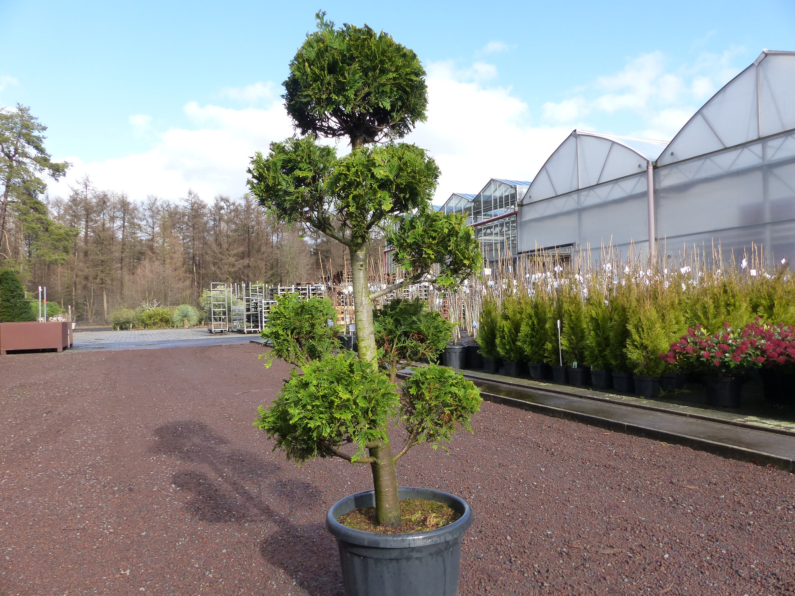 Gartenbonsai Bonsai 180 cm Formgeh&ouml;lz mit bis 12 Pon Pon winterhart - Bild 1