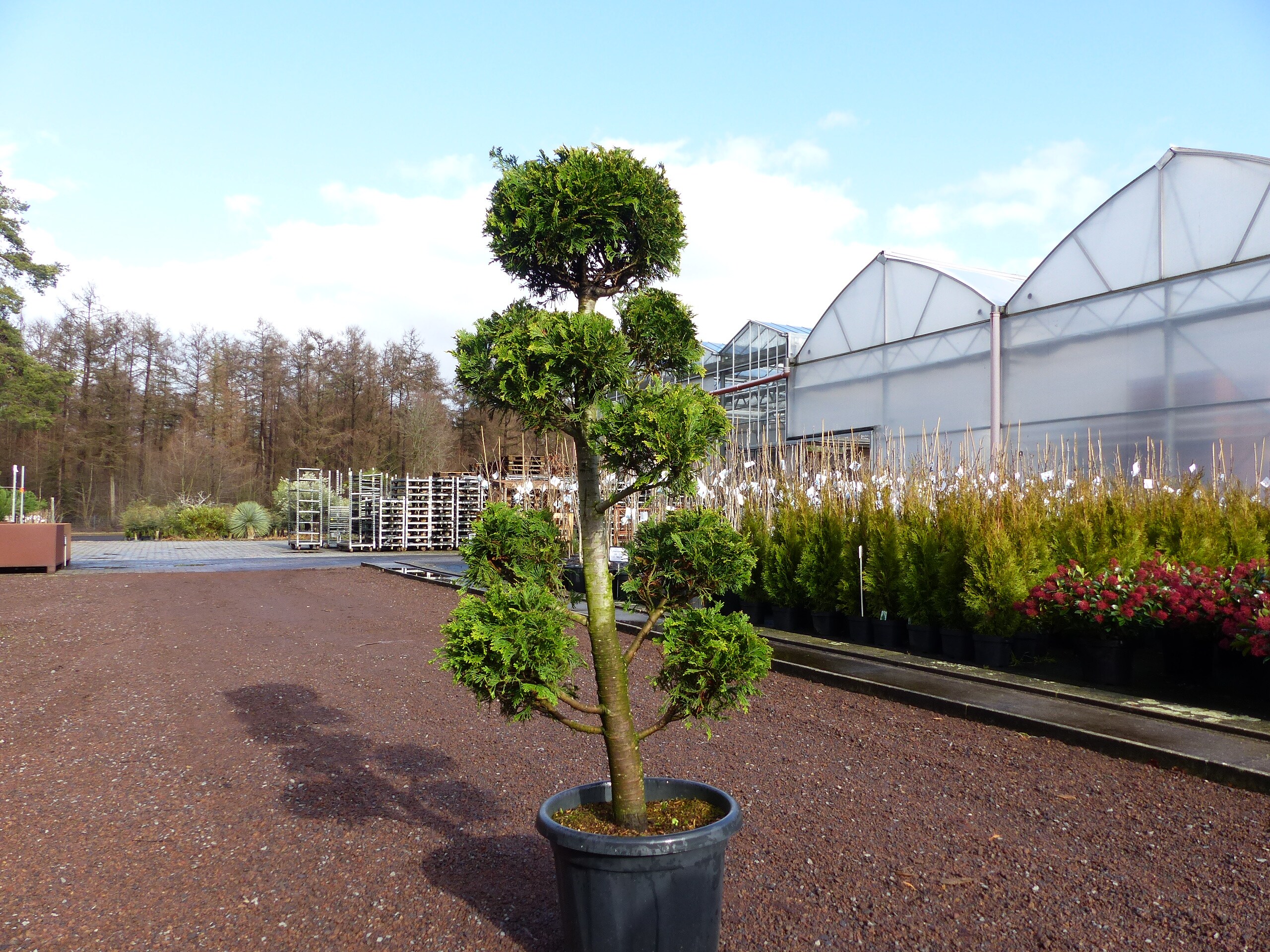 Gartenbonsai Bonsai 180 cm Formgehlz mit bis 12 Pon Pon winterhart online  kaufen bei Netto