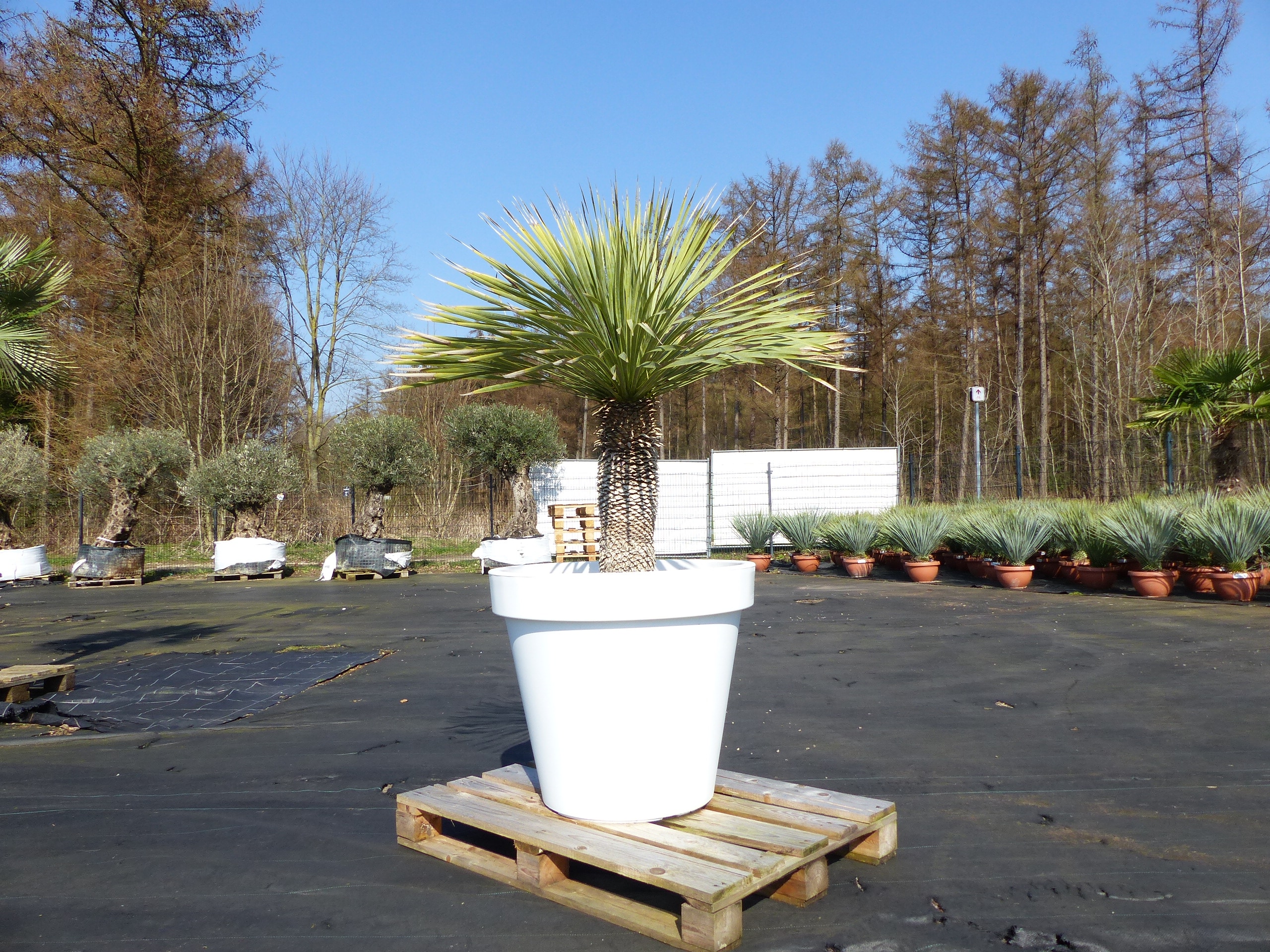 Yucca Rostrata 170 cm | Stamm 55 cm | im Pflanzk&uuml;bel &Oslash;80 cm Wei&szlig; winterhart - Bild 1