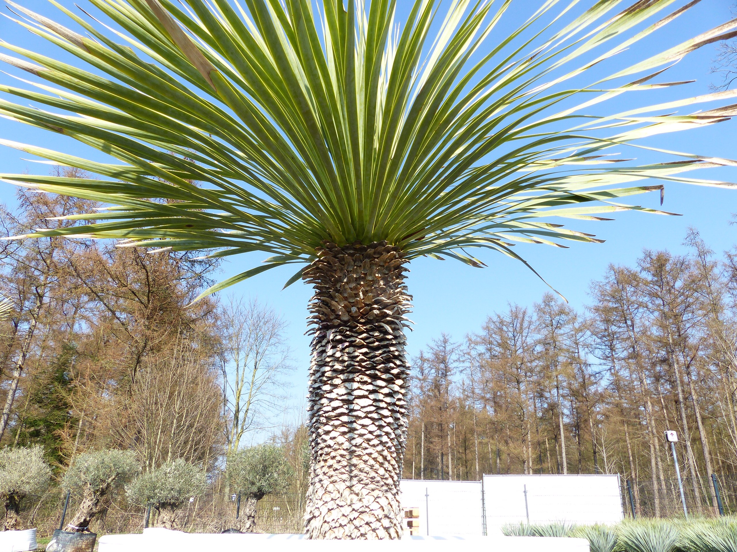 Yucca Rostrata 170 cm | Stamm 55 cm | im Pflanzkbel 80 cm Wei winterhart  online kaufen bei Netto