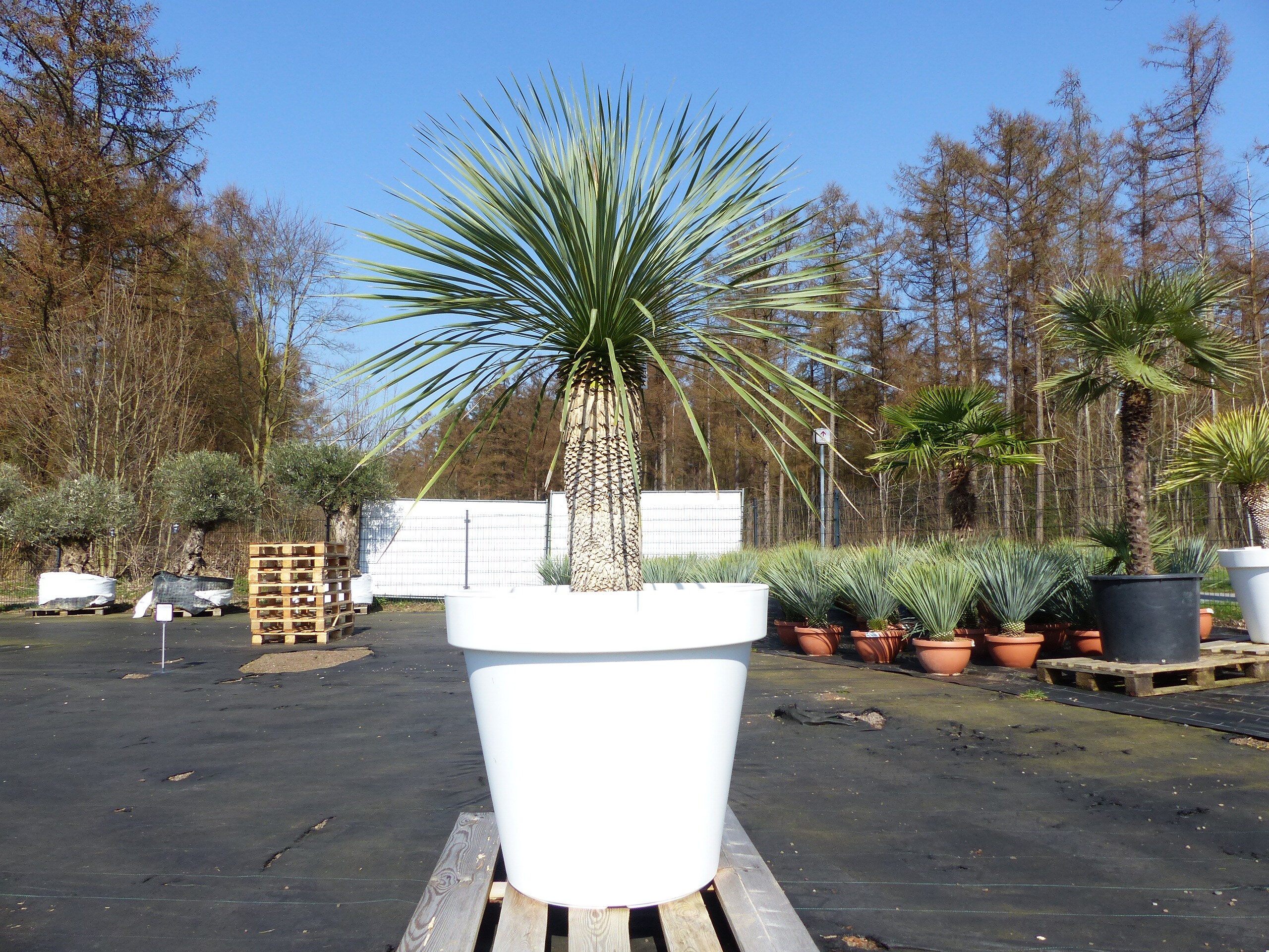 Yucca Rostrata 195 cm | Stamm 65 cm | im Pflanzk&uuml;bel &Oslash;80 cm Wei&szlig; winterhart - Bild 1