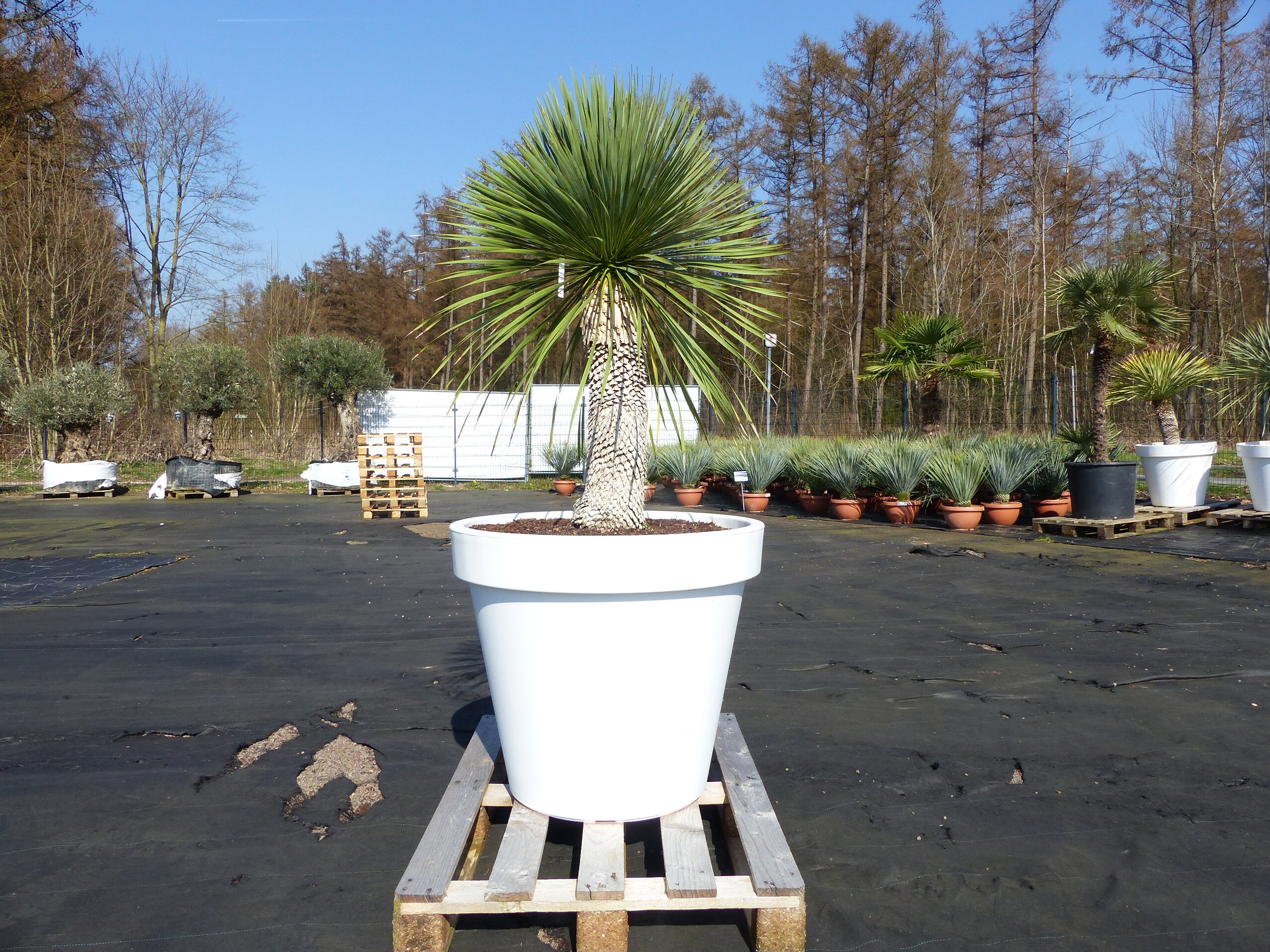 Yucca Rostrata 180 cm | Stamm 60 cm | im Pflanzk&uuml;bel &Oslash;80 cm Wei&szlig; winterhart - Bild 1
