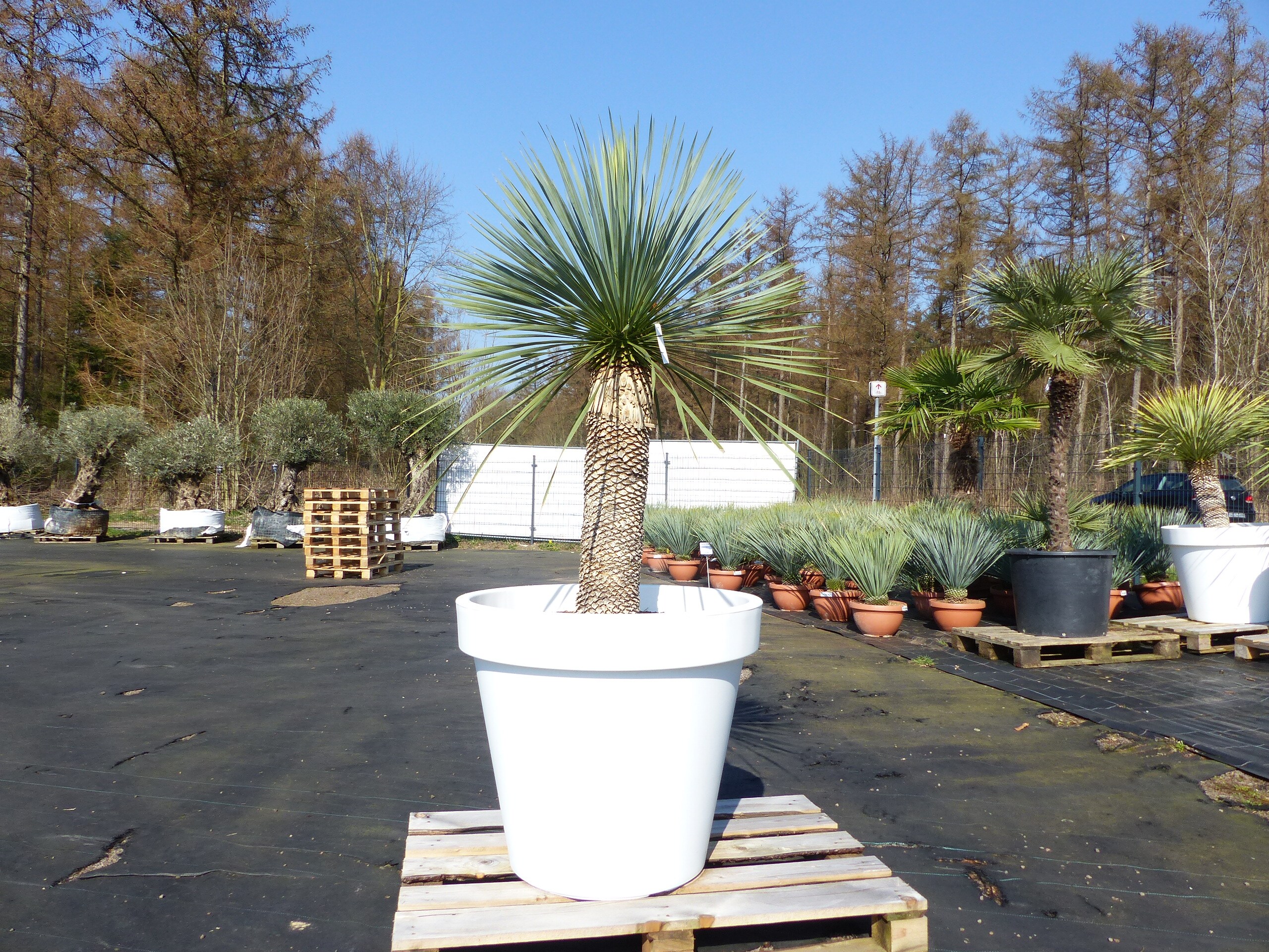 Yucca Rostrata 180 cm | Stamm 70 cm | im Pflanzk&uuml;bel &Oslash;80 cm Wei&szlig; winterhart - Bild 1