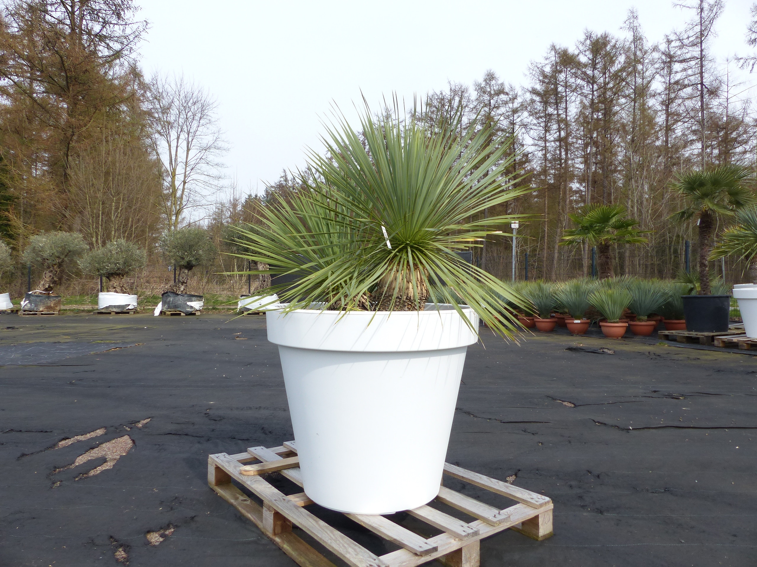 Yucca Rostrata 140 cm | Stamm 25 cm | im Pflanzk&uuml;bel &Oslash;80 cm Wei&szlig; winterhart - Bild 1