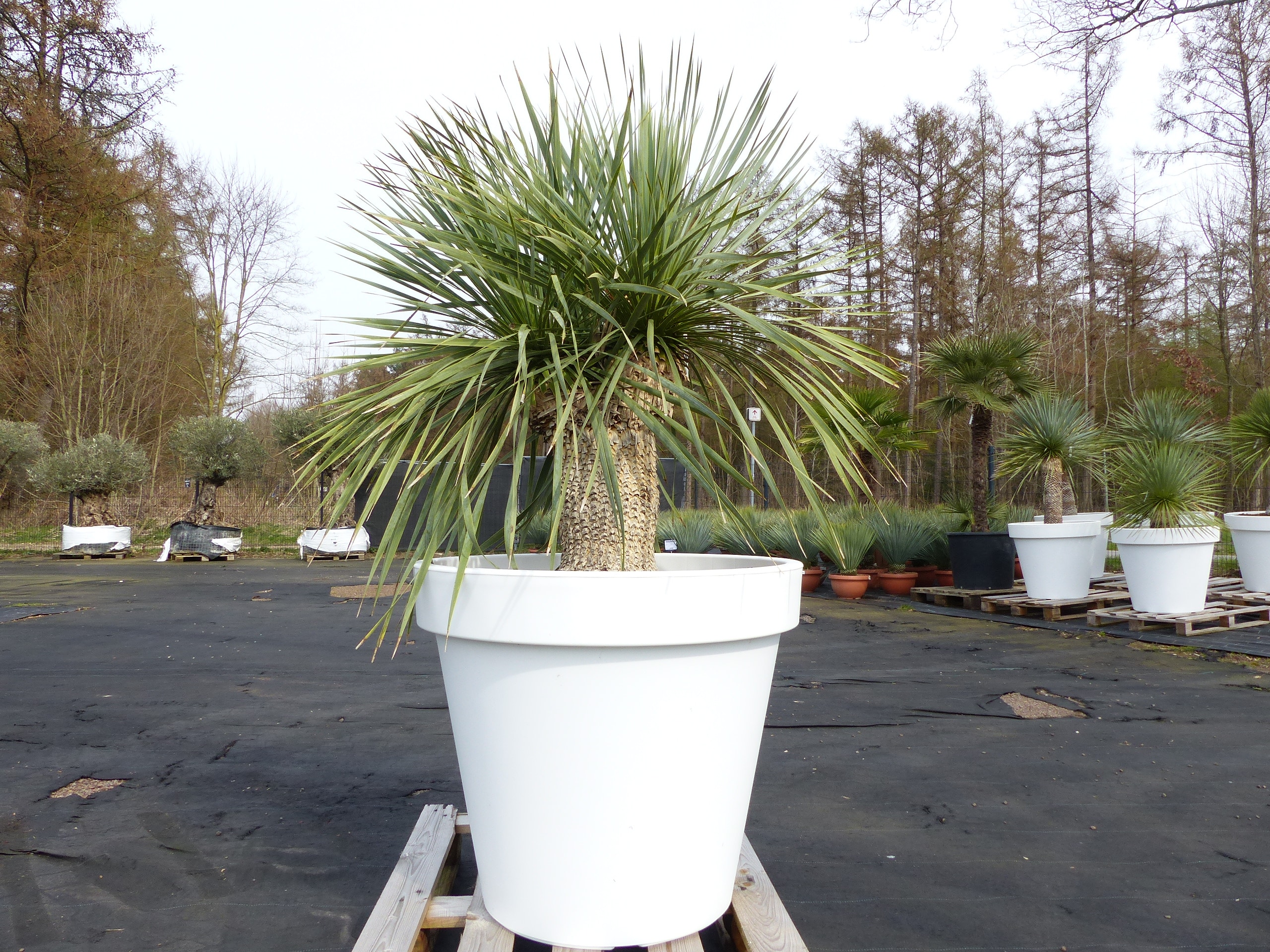 Yucca Rostrata 165 cm | Stamm 40 cm | im Pflanzk&uuml;bel &Oslash;80 cm Wei&szlig; winterhart - Bild 1