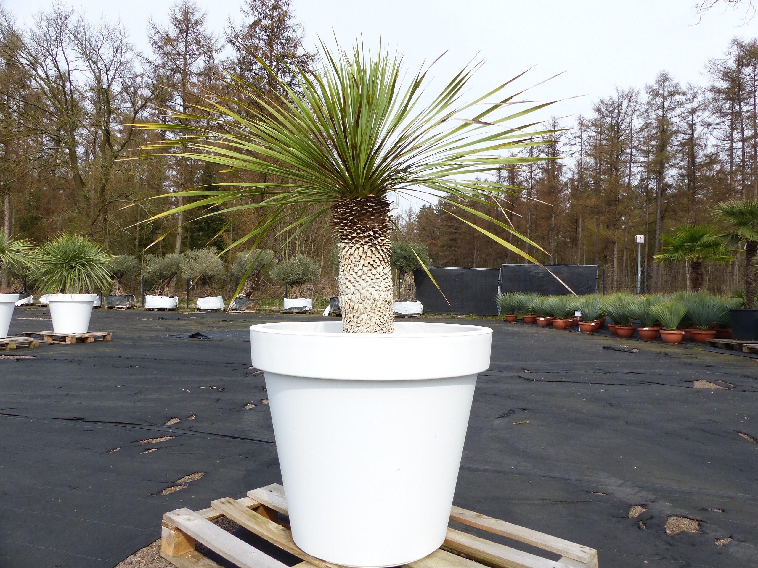 Yucca Rostrata 150 cm | Stamm 50 cm | im Pflanzk&uuml;bel &Oslash;80 cm Wei&szlig; winterhart - Bild 1