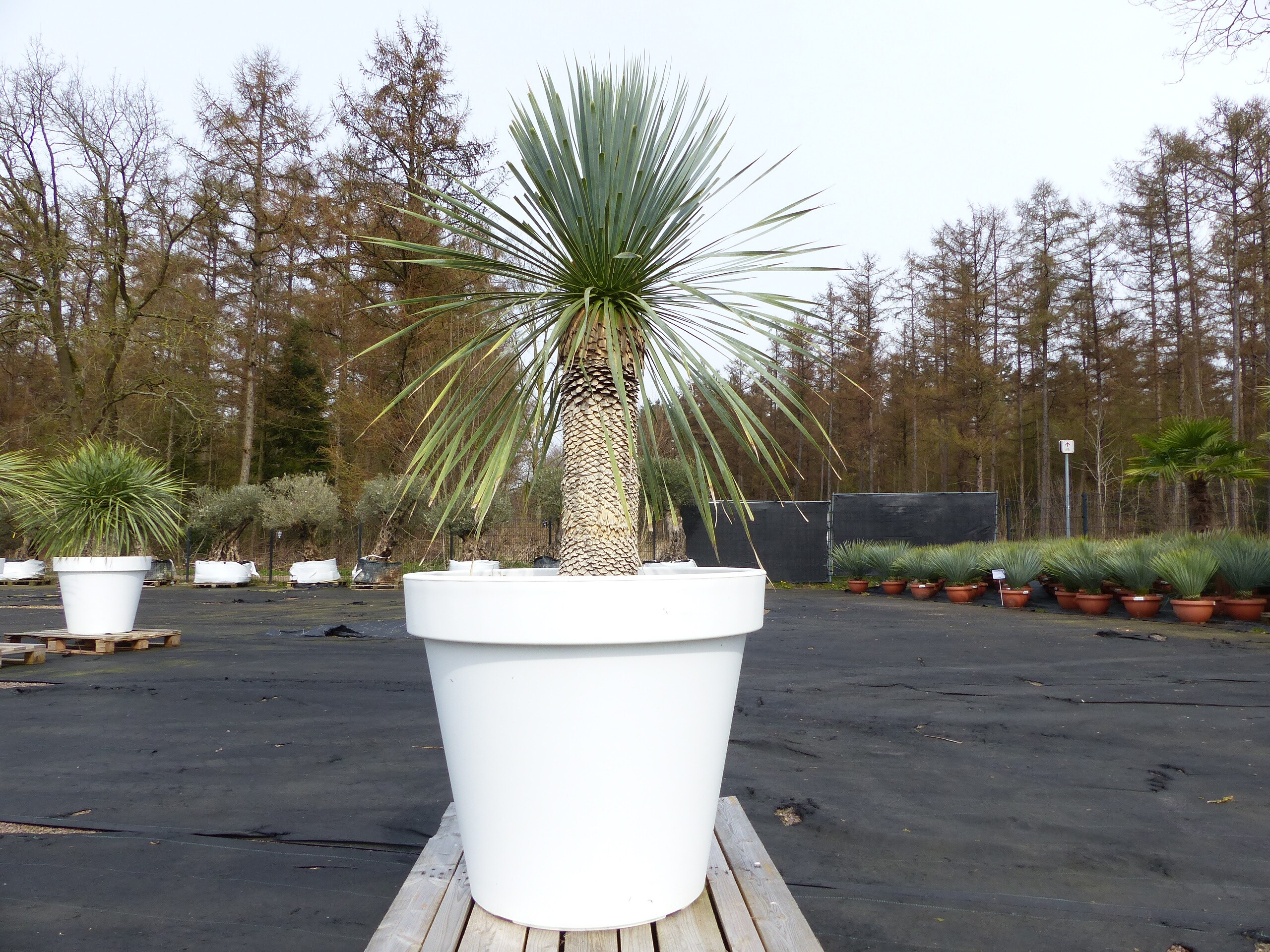 Yucca Rostrata 170 cm | Stamm 60 cm | im Pflanzk&uuml;bel &Oslash;80 cm Wei&szlig; winterhart - Bild 1