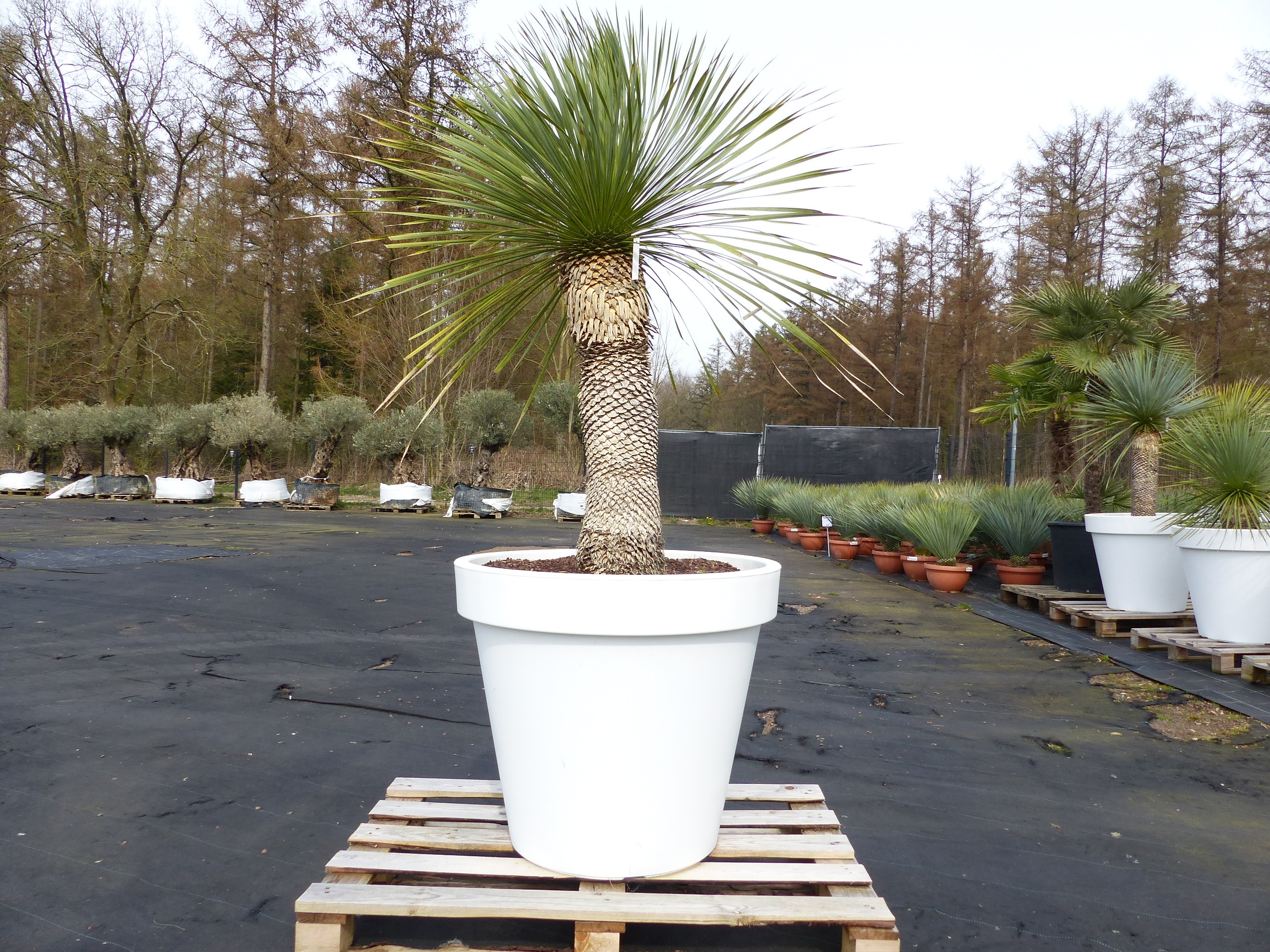 Yucca Rostrata 190 cm | Stamm 80 cm | im Pflanzk&uuml;bel &Oslash;80 cm Wei&szlig; winterhart - Bild 1