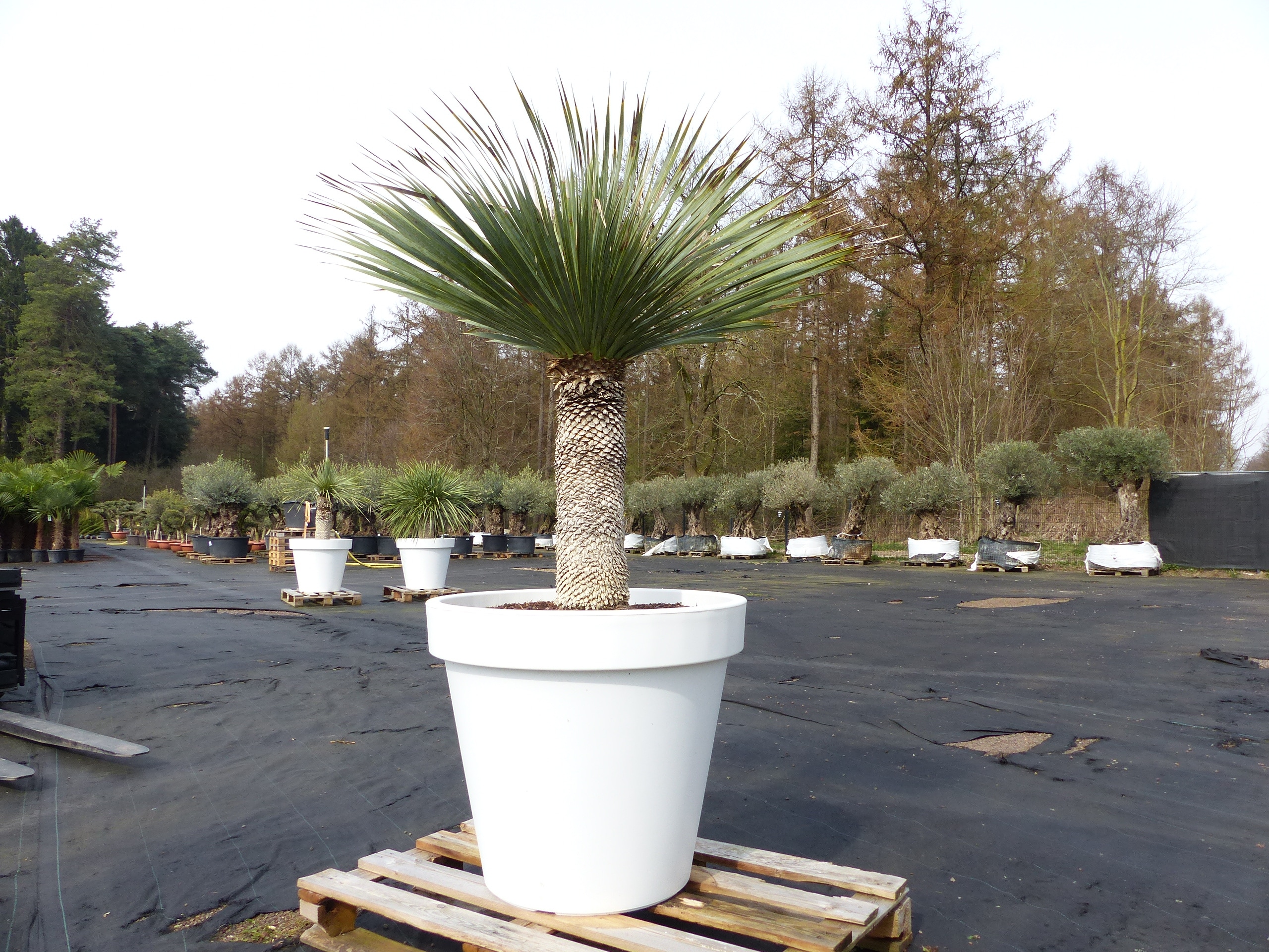 Yucca Rostrata 170 cm | Stamm 65 cm | im Pflanzk&uuml;bel &Oslash;80 cm Wei&szlig; winterhart - Bild 1