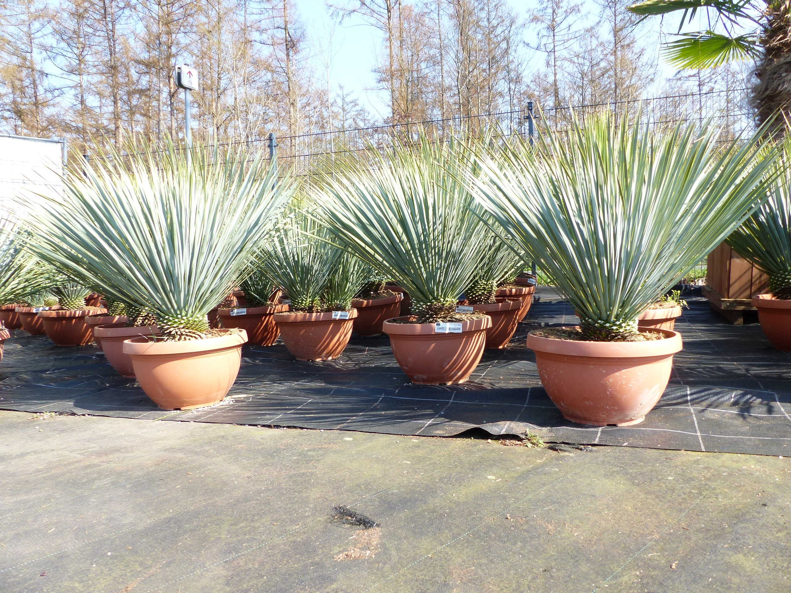 Yucca Rostrata 80 - 100 cm in Bonsai Schale | winterhart | &Oslash; Krone 70 - 100 cm - Bild 1