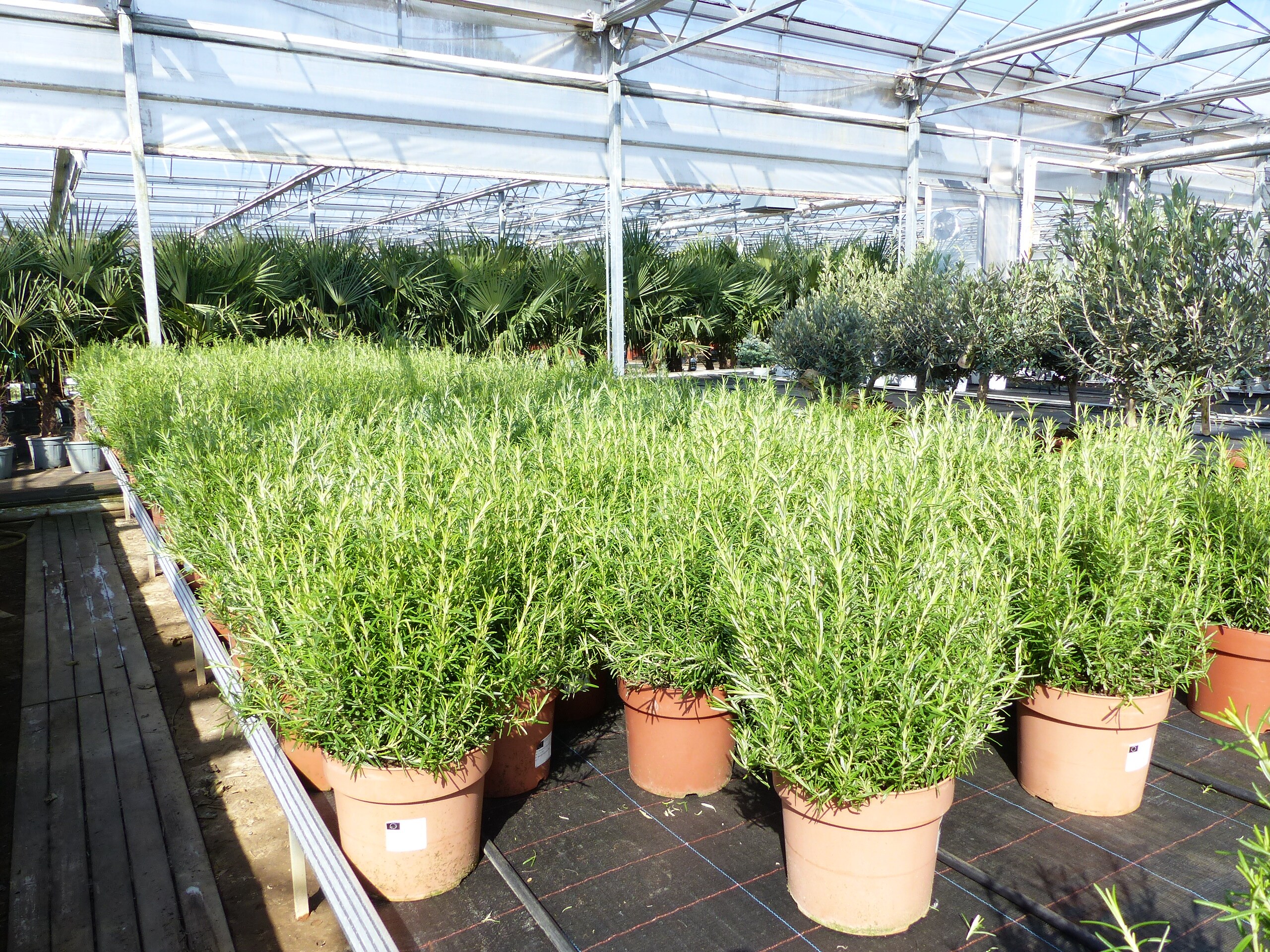 4x echter Rosmarin Officinalis 50 - 60 cm H&ouml;he, XL Busch &Oslash; 25-30 cm, stehend, winterhart Kr&auml;uter - Bild 1