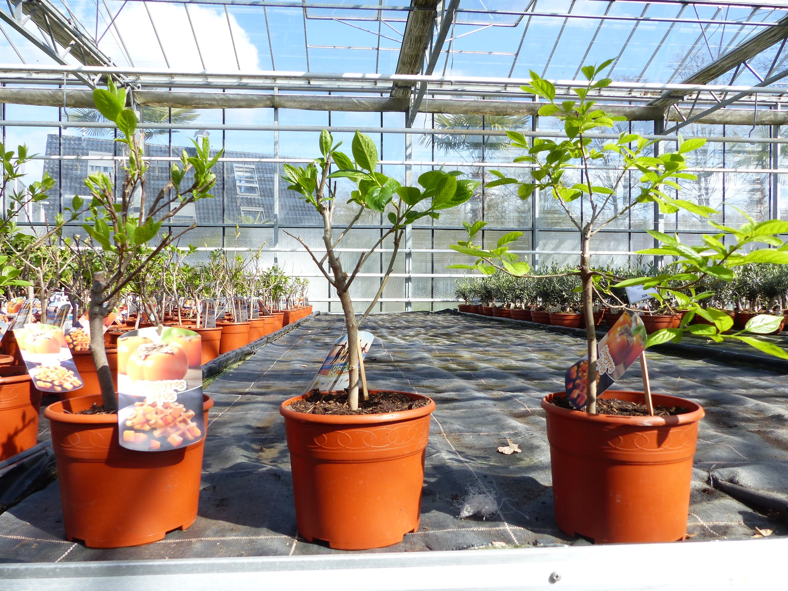 Kaki Baum Bonsai 50 - 60 cm Sorte "Rojo Brilliante" Kakipflaume Pflanze - Bild 1