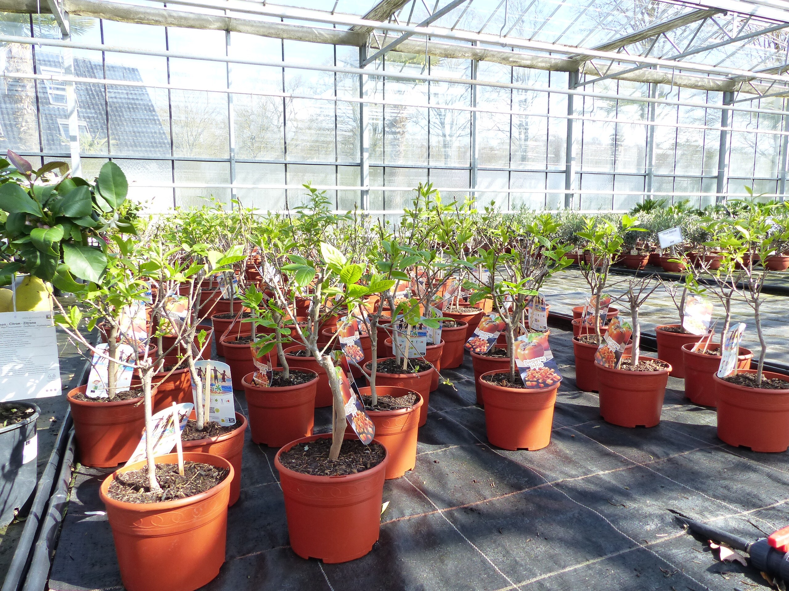 dracaena surculosa care Dracaena surculosa | Plants