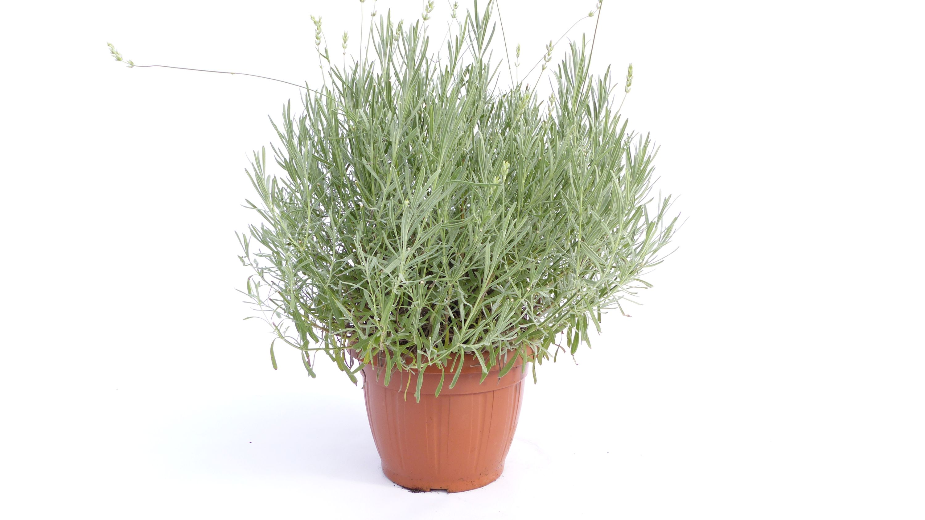 echter Lavendel XL BUSCH &Oslash; 40cm, H&ouml;he 40 cm, Lavandula Angustifolia Kr&auml;uter Pflanze Kr&auml;uterk&uuml;che - Bild 1