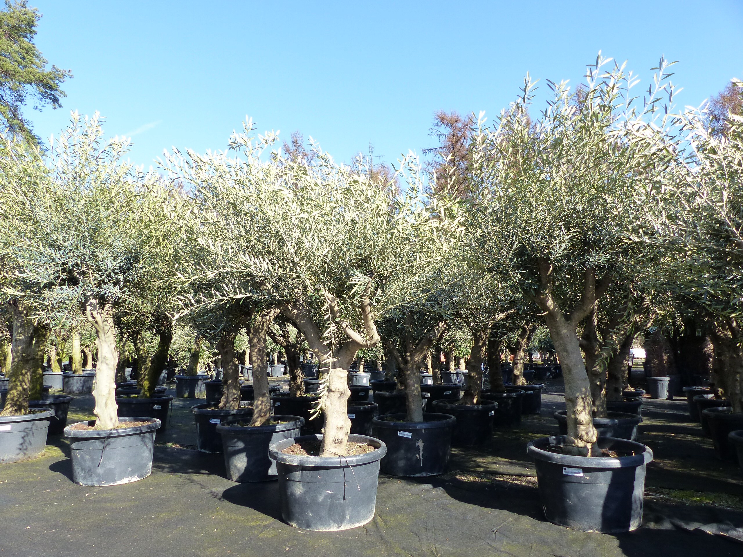 Olivenbaum verzweigt Hojiblanca 200 - 250 cm, kr&auml;ftige St&auml;mme, winterharte Olive, Olea europaea - Bild 1