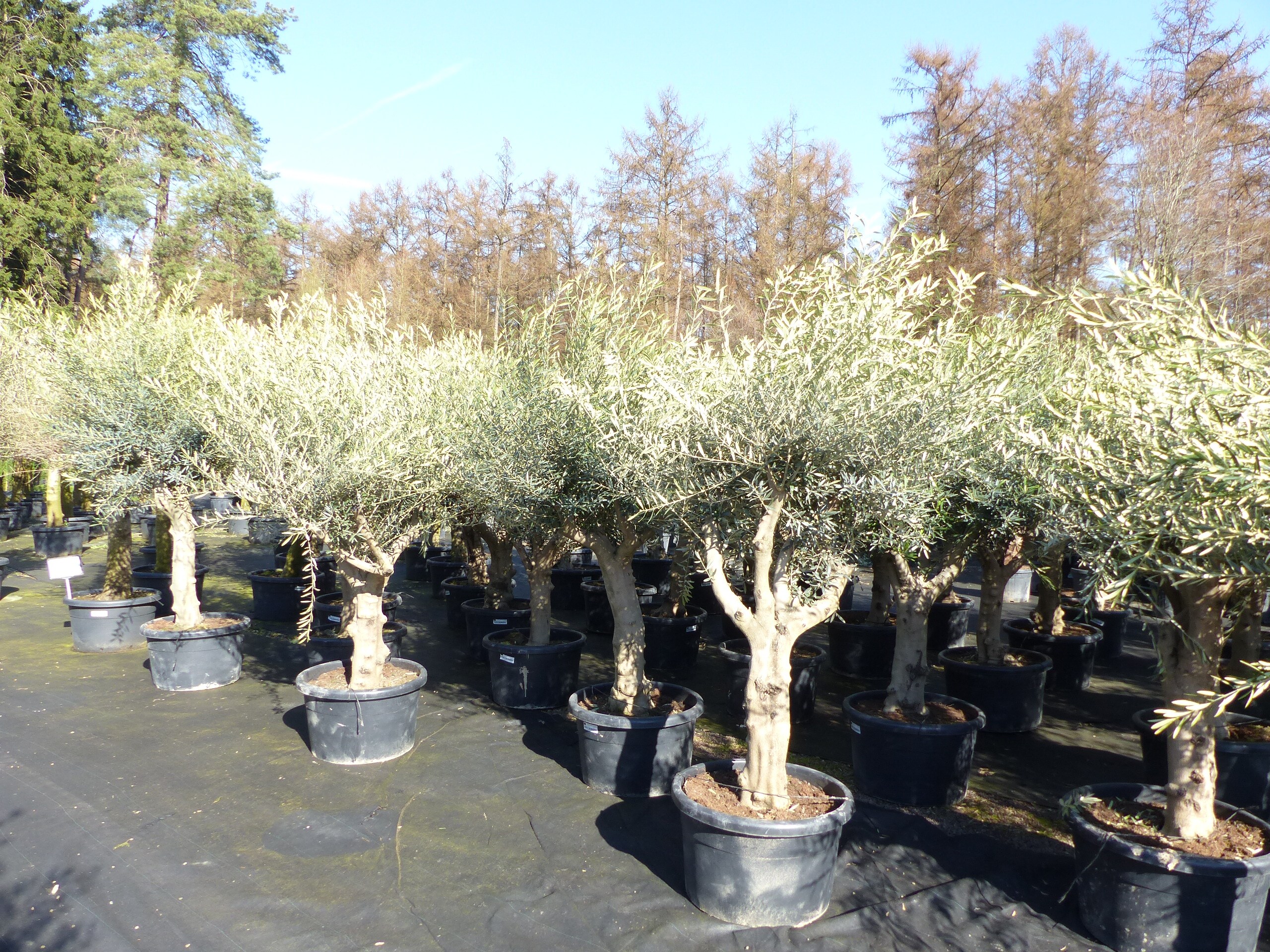 Olivenbaum verzweigt Hojiblanca 200 - 250 cm, krftige Stmme, winterharte  Olive, Olea europaea online kaufen bei Netto