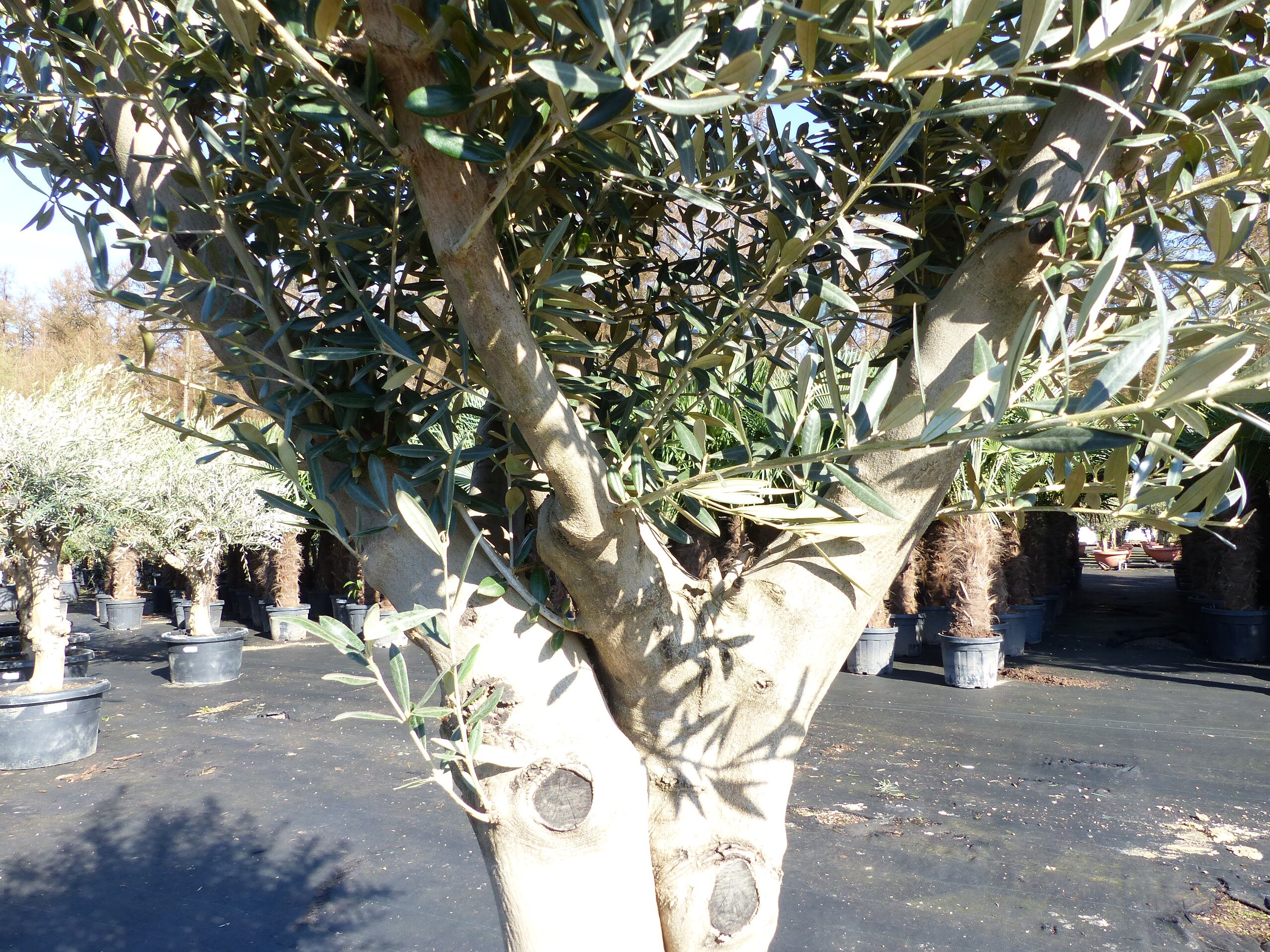Olivenbaum verzweigt Hojiblanca 200 - 250 cm, krftige Stmme, winterharte  Olive, Olea europaea online kaufen bei Netto