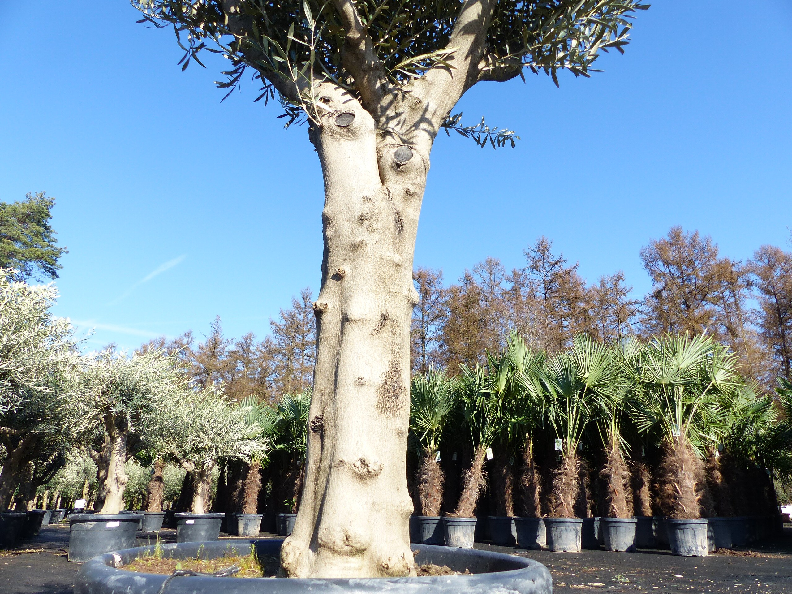 Olivenbaum verzweigt Hojiblanca 200 - 250 cm, krftige Stmme, winterharte  Olive, Olea europaea
