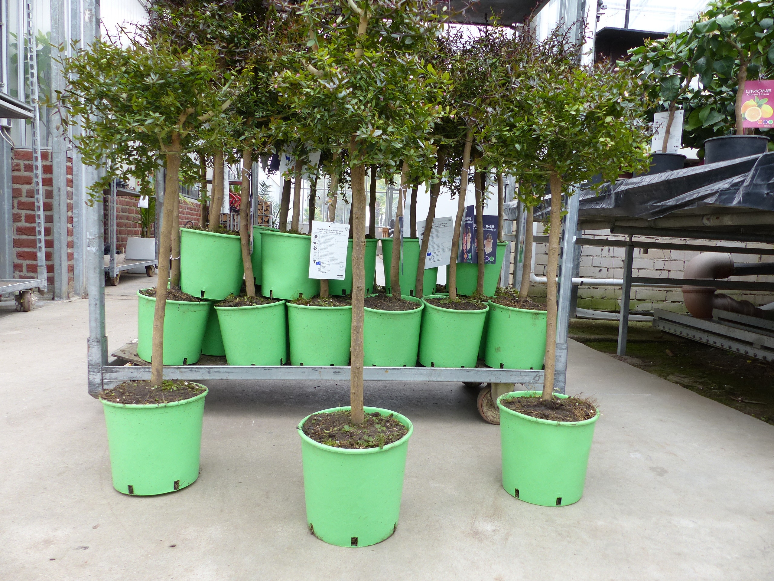 Kaviarlimette 90 - 100 cm | roter Kaviar | Zitrusbaum | Fingerlimette | veredelt | Premiumqualit&auml;t | hergestellt auf Sizilien - Bild 1