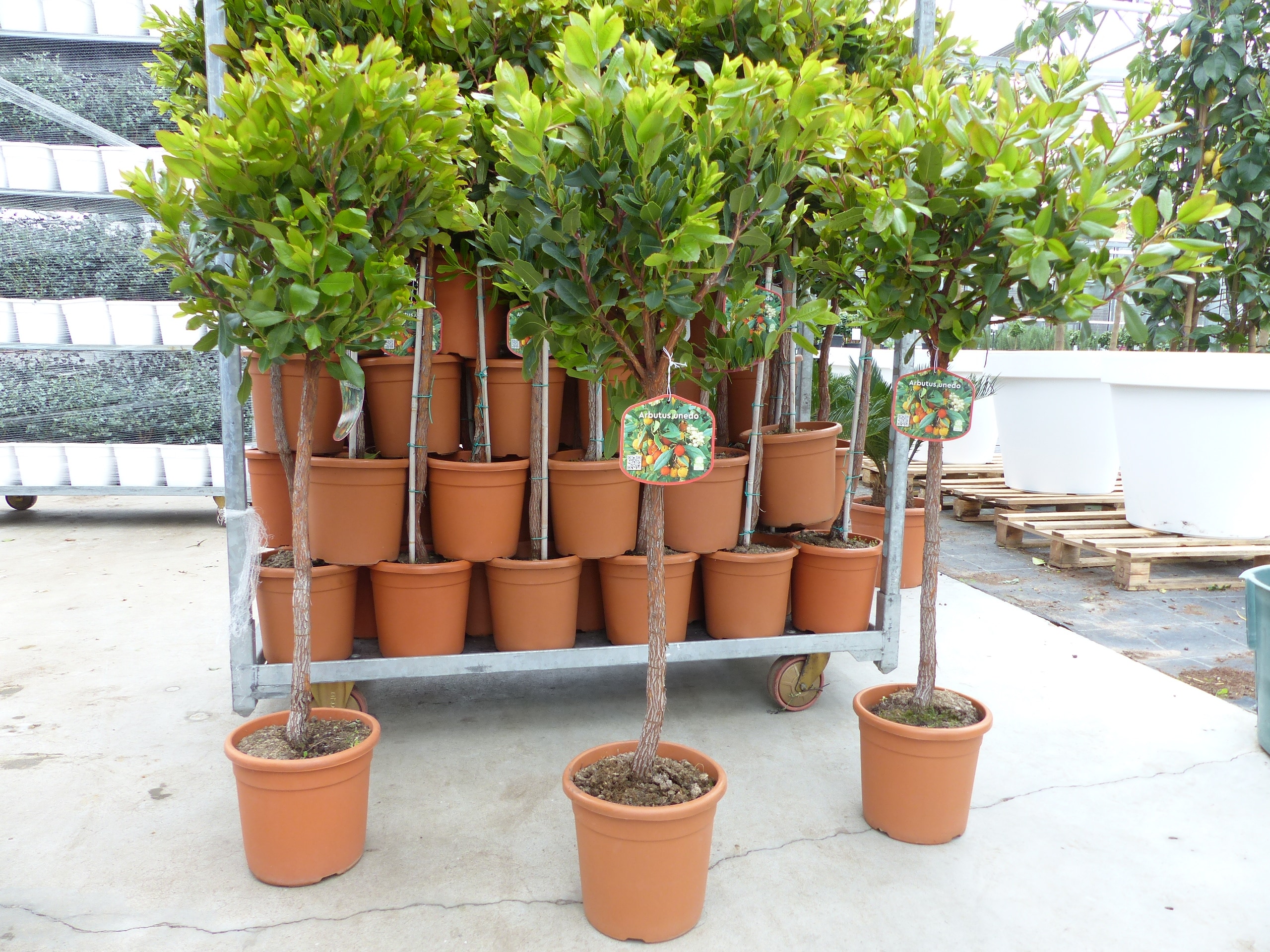 Erdbeerbaum | 120 cm | Arbutus unedo | veredelt | Premiumqualit&auml;t | winterhart | fruchtreif - Bild 1