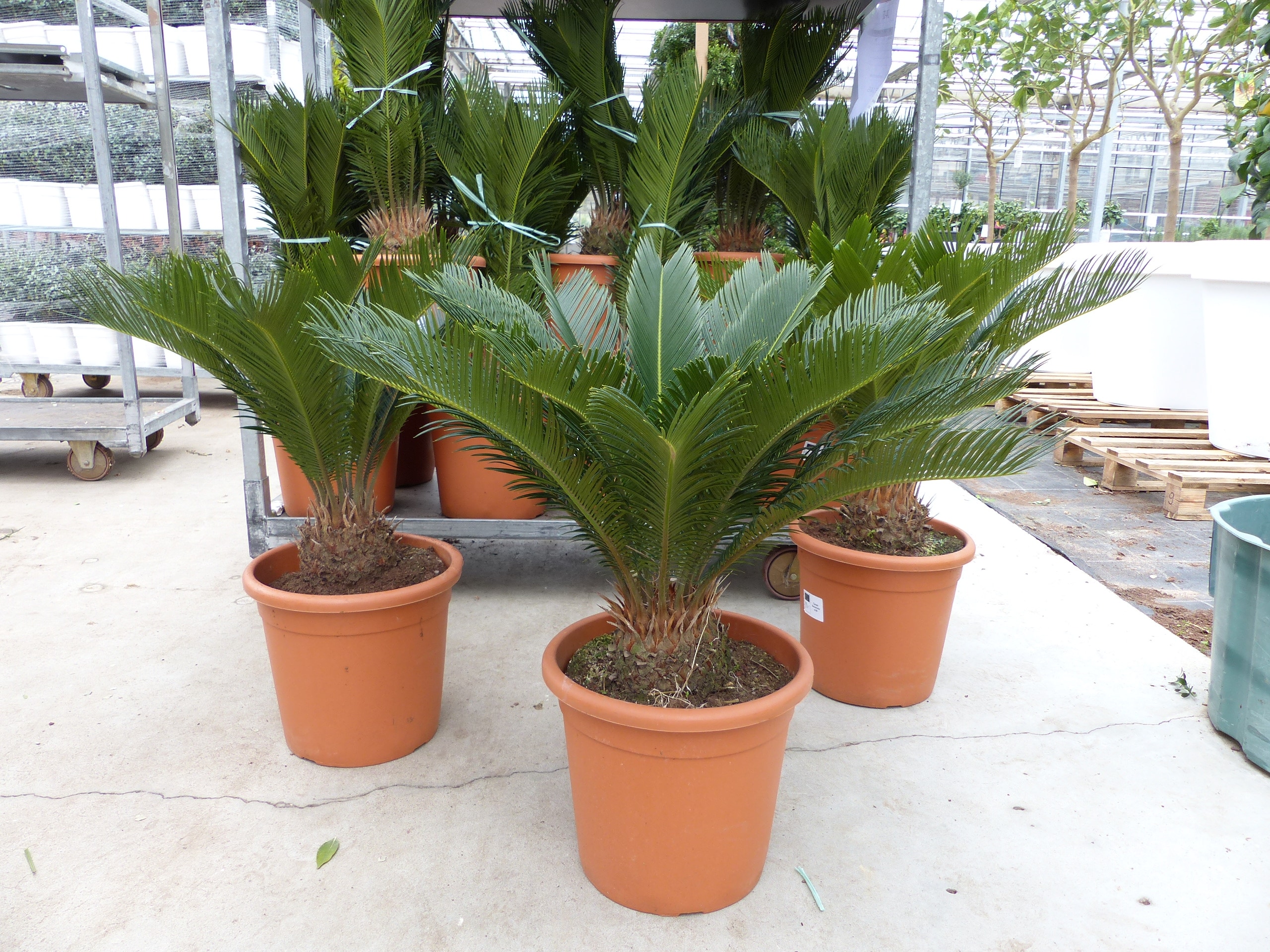 XL Premium Palmfarn 70 - 90 cm Cycas Revoluta Sagopalme Palme, innen + au&szlig;en 