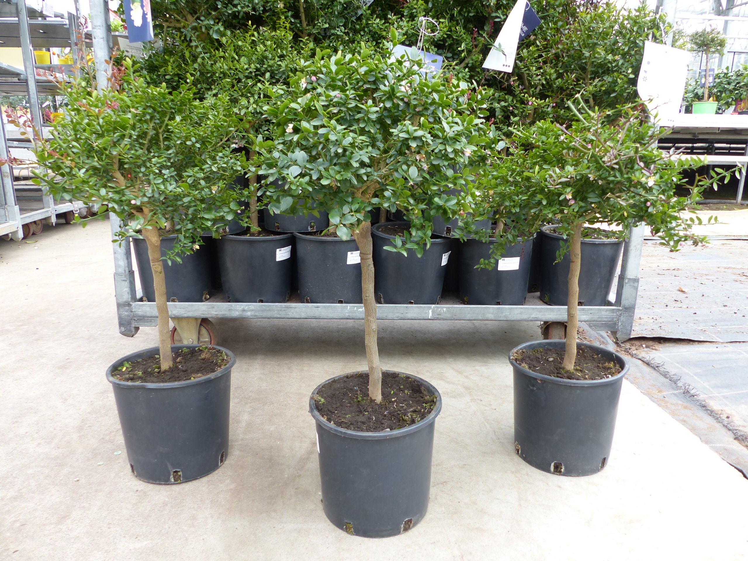 Kaviarlimette 65 - 75 cm | gr&uuml;ner Kaviar | Zitrusbaum | Fingerlimette | veredelt | Premiumqualit&auml;t | hergestellt auf Sizilien - Bild 1