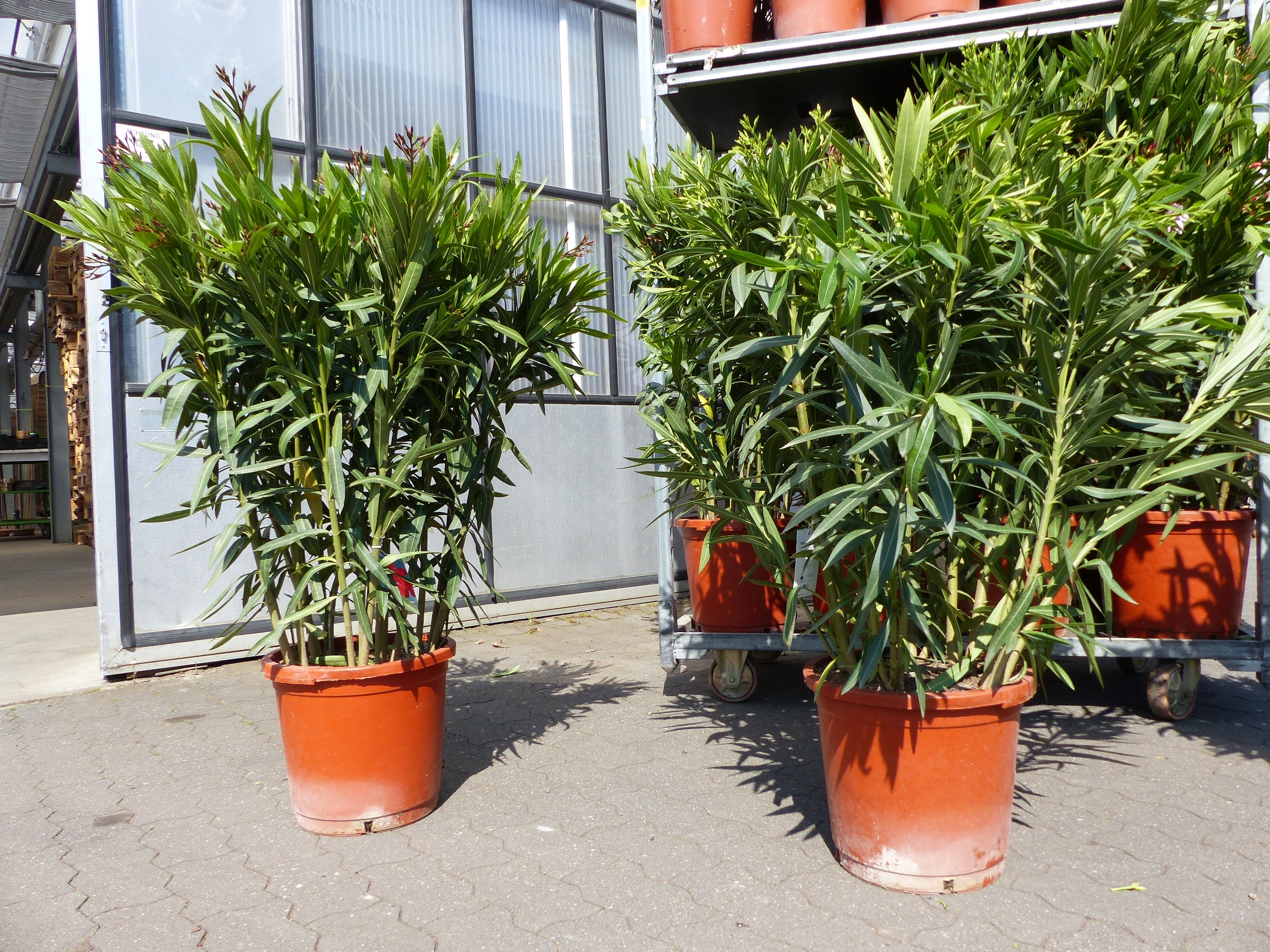 Oleander Premiumqualit&auml;t 110 - 130 cm Busch Nerium Krone &Oslash;90 cm Rosenlorbeer Premium rot, rosa oder wei&szlig; - Bild 1
