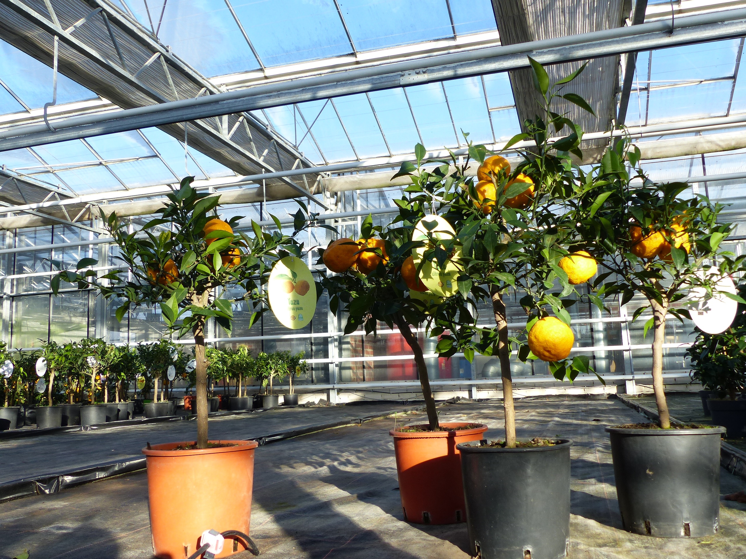 Citrus Yuzu 100 - 120 cm, Zitronenbaum Zitrone, japanische Zitrone, winterhart - Bild 1