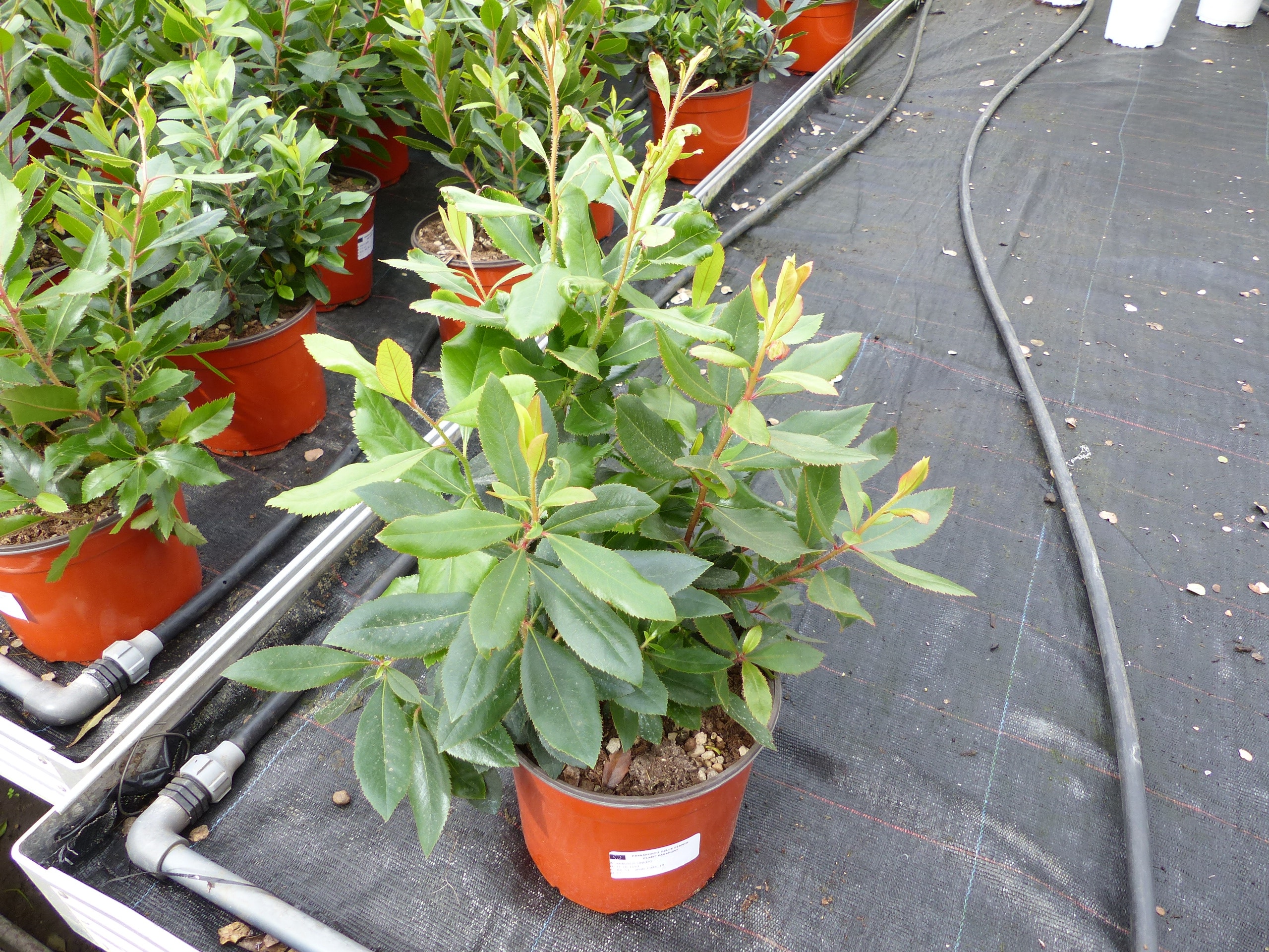 Erdbeerbaum | 50 cm | Arbutus unedo | veredelt | Premiumqualit&auml;t | winterhart | fruchtreif 