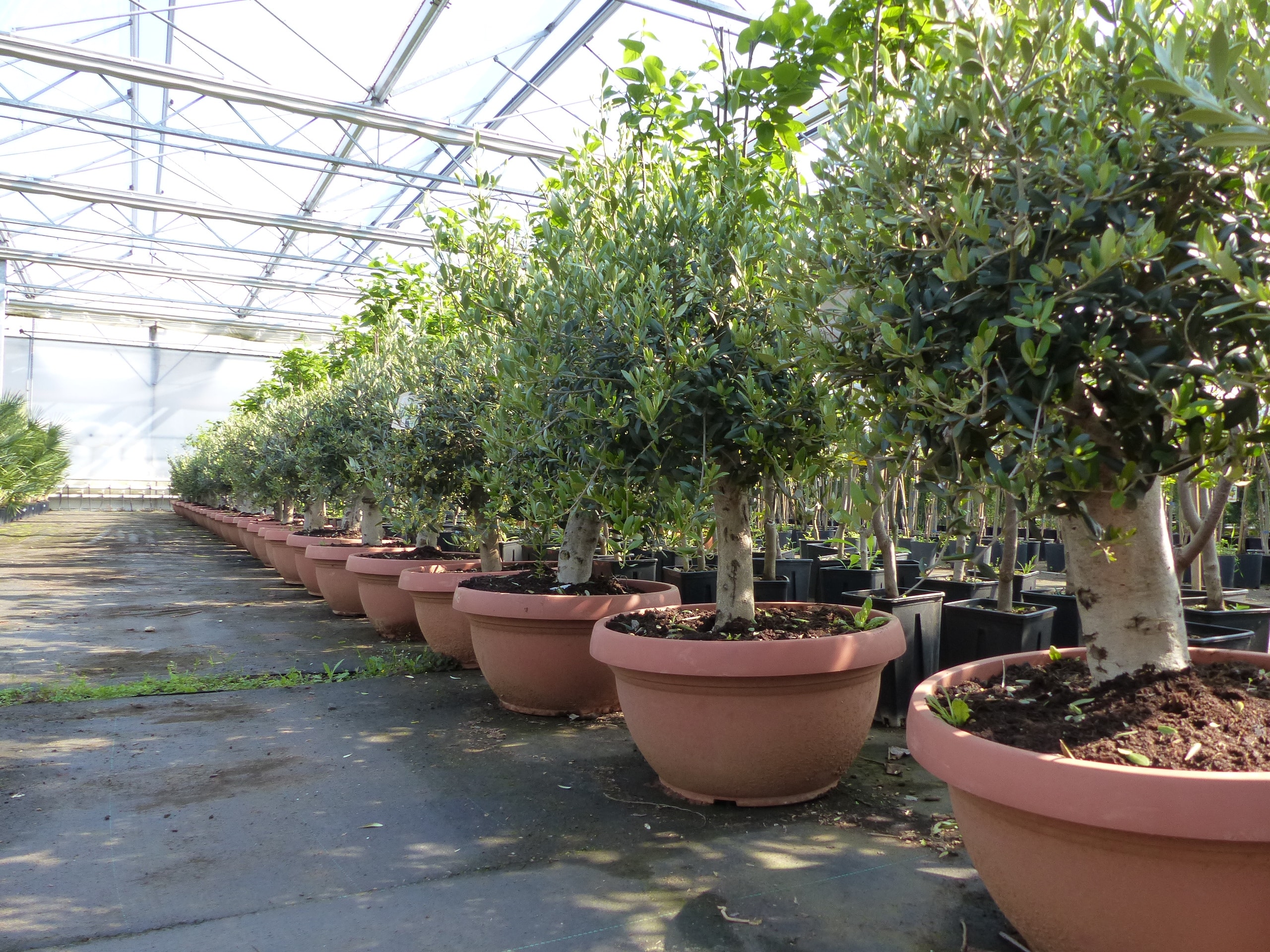 Olivenbaum Bonsai 100 - 120 cm Formgeh&ouml;lz, Olive winterhart, Olea europaea - Bild 1