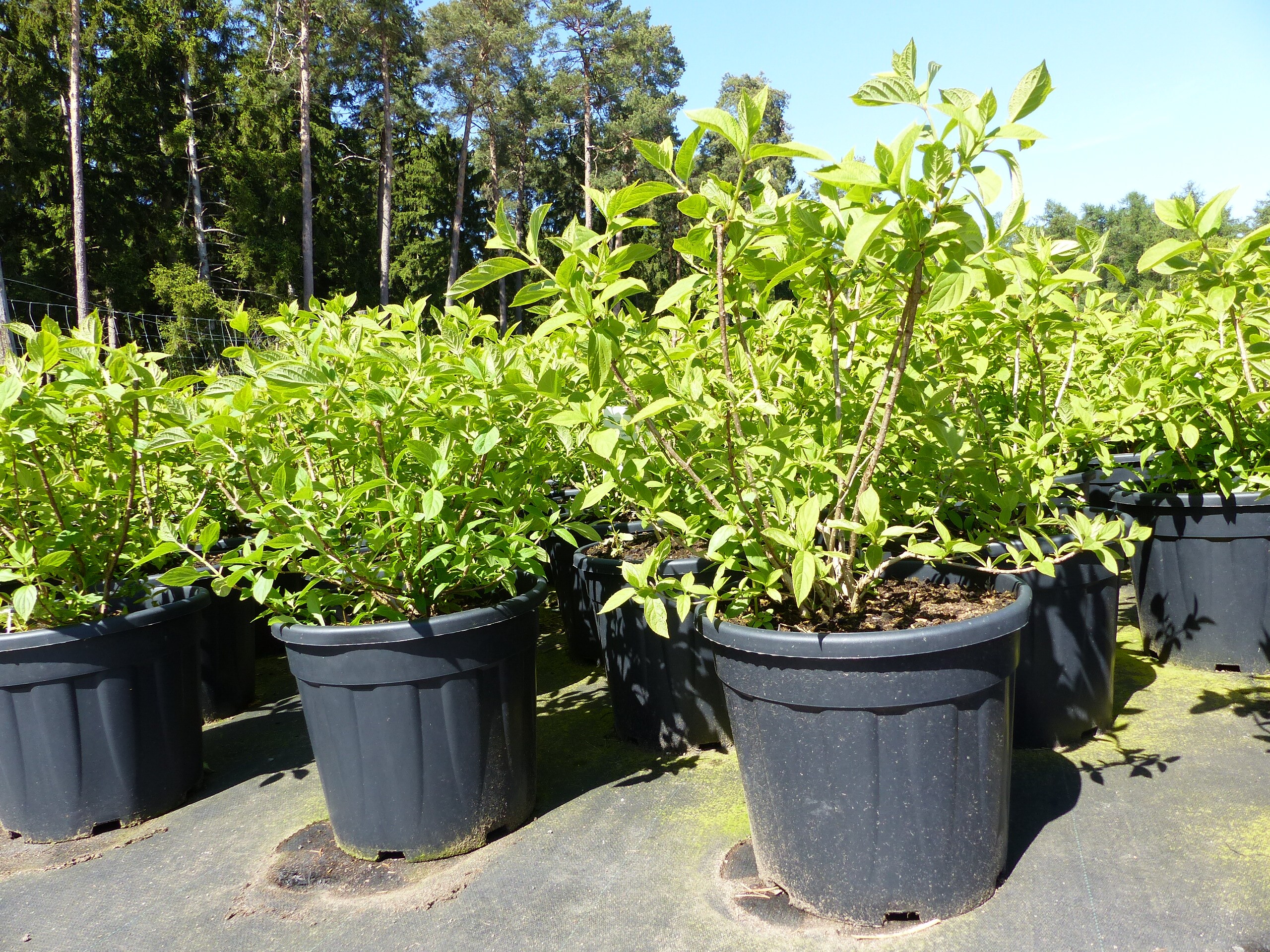 Horstensie Rispenhortensie 70 cm Limelight wei&szlig; Hydrangea Paniculata winterhart - Bild 1