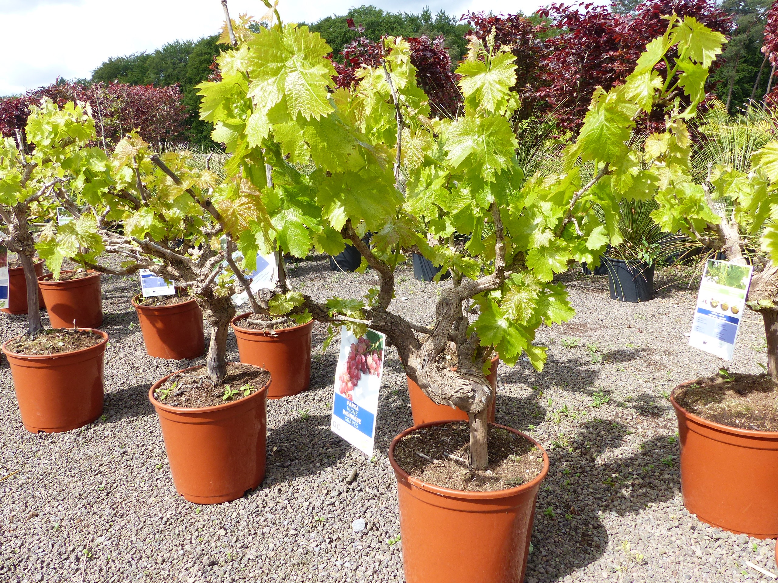 Vitis Vinifera kernlos rote & helle Trauben Weinstock, knorrige Weinrebe, Weintraube - Bild 1