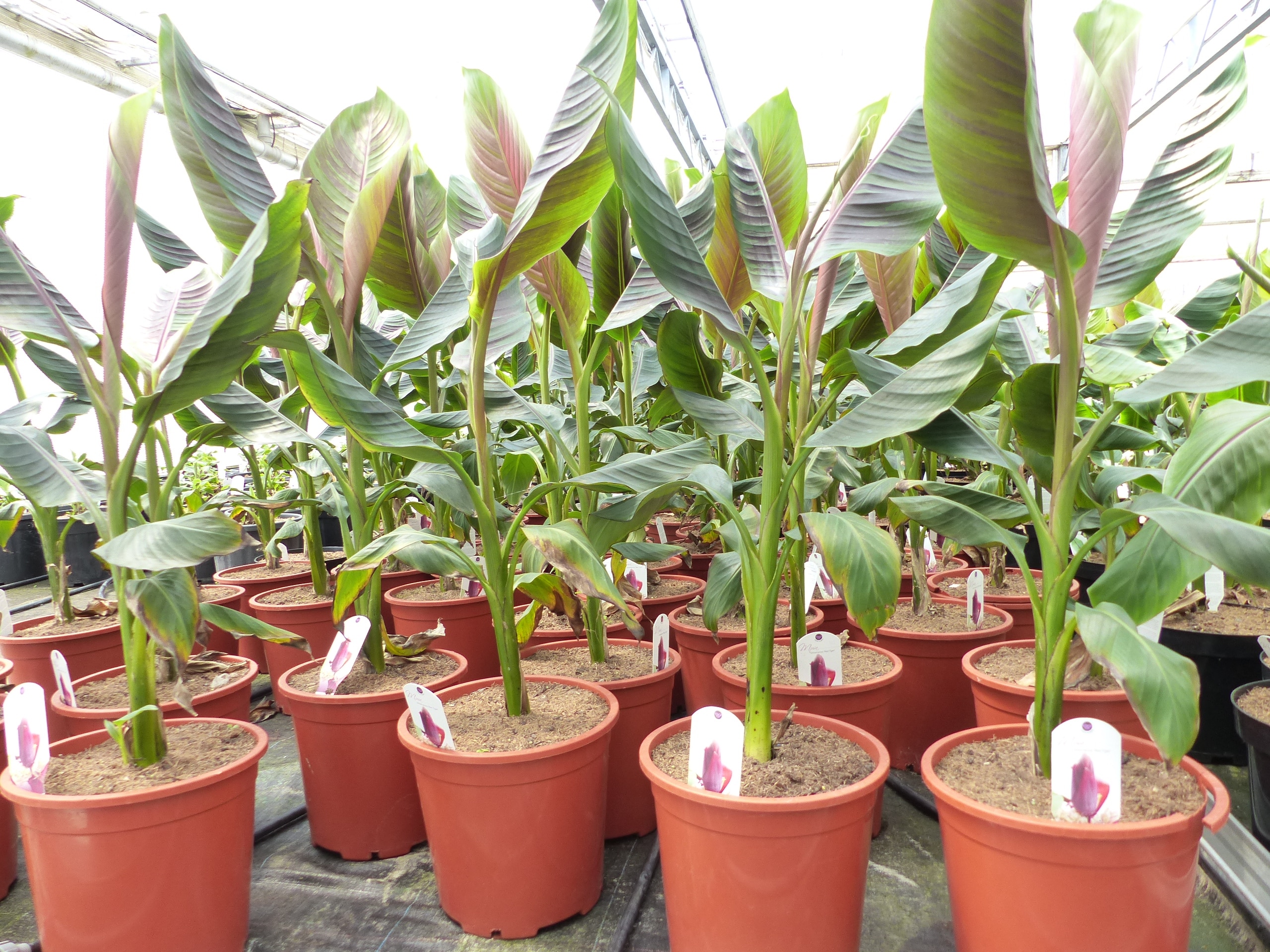 Bananenstaude Banane Musa Sikkimensis Red Tiger Banane 100 - 120 cm  winterhart Staude - Bild 1