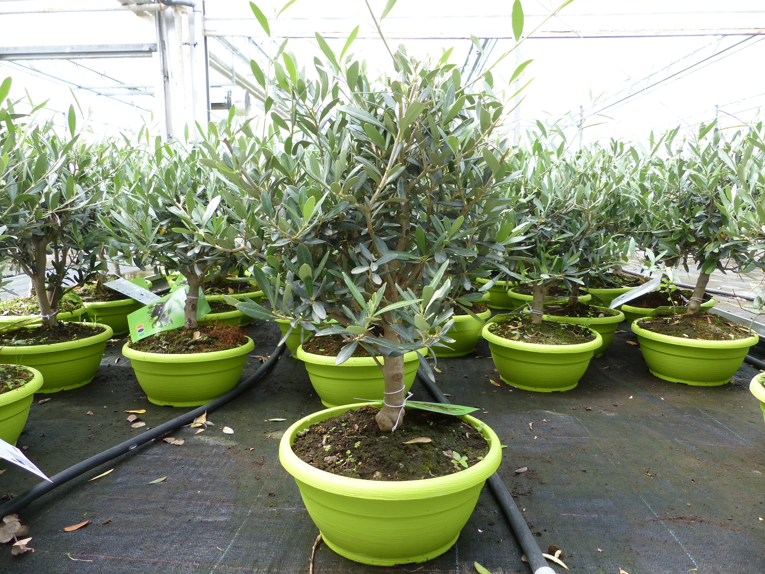 Olivenbaum Bonsai Formgeh&ouml;lz, Olive winterhart, Olea europaea 50 - 60 cm - Bild 1