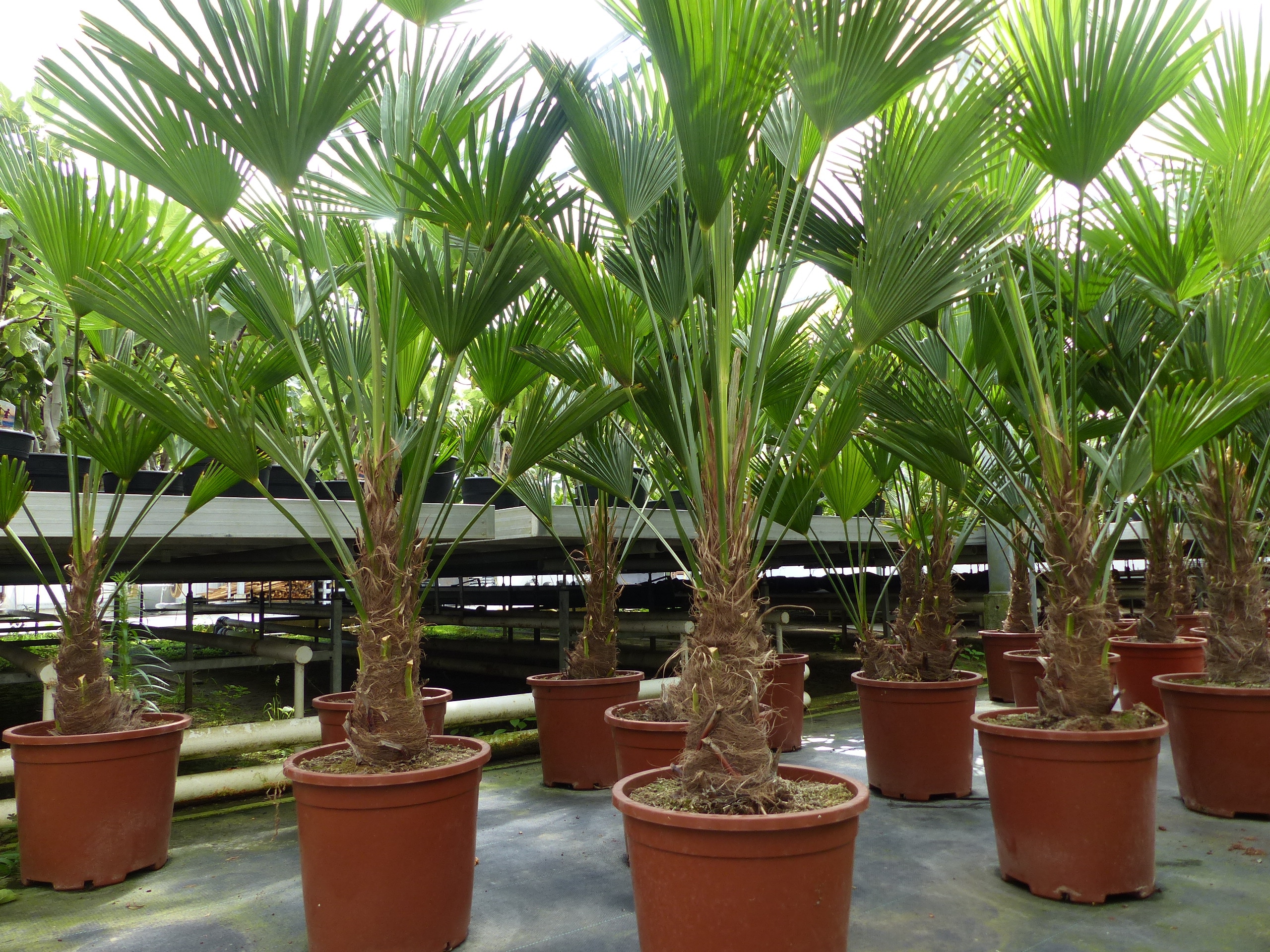 Palme winterhart 150 - 180 cm Trachycarpus Wagnerianus Wagner Hanfpalme, Top-Qualit&auml;t - Bild 1