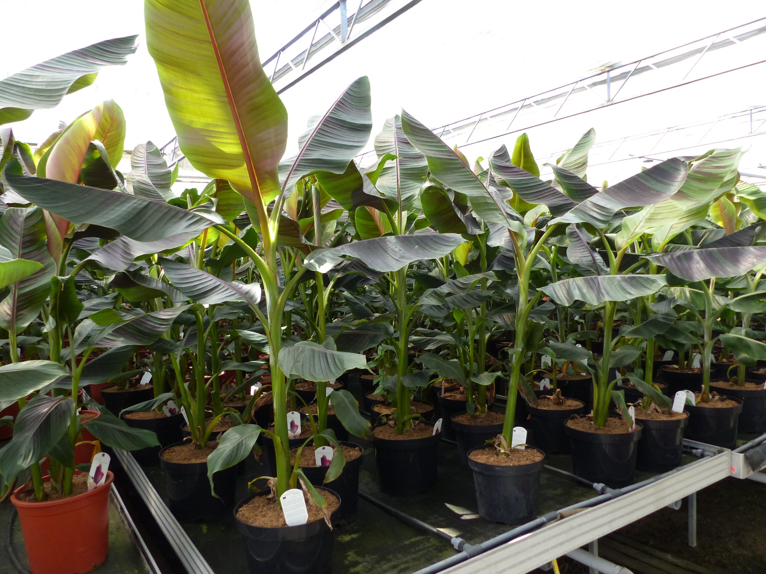 Bananenstaude Banane Musa Sikkimensis Red Tiger Banane 140 - 170 cm  winterhart Staude - Bild 1