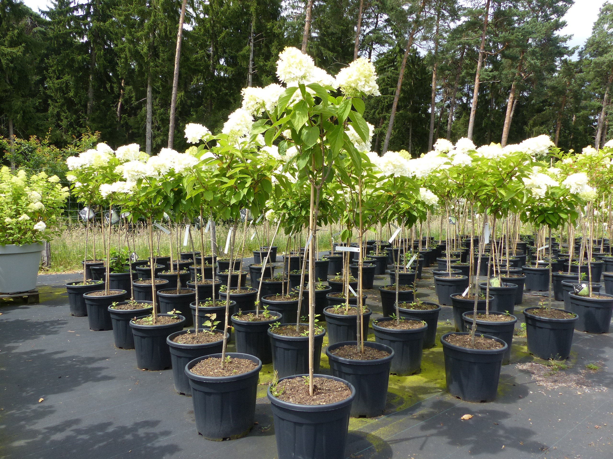 Horstensie Rispenhortensie Stamm 170 cm Hercules wei&szlig; Hydrangea Paniculata winterhart - Bild 1